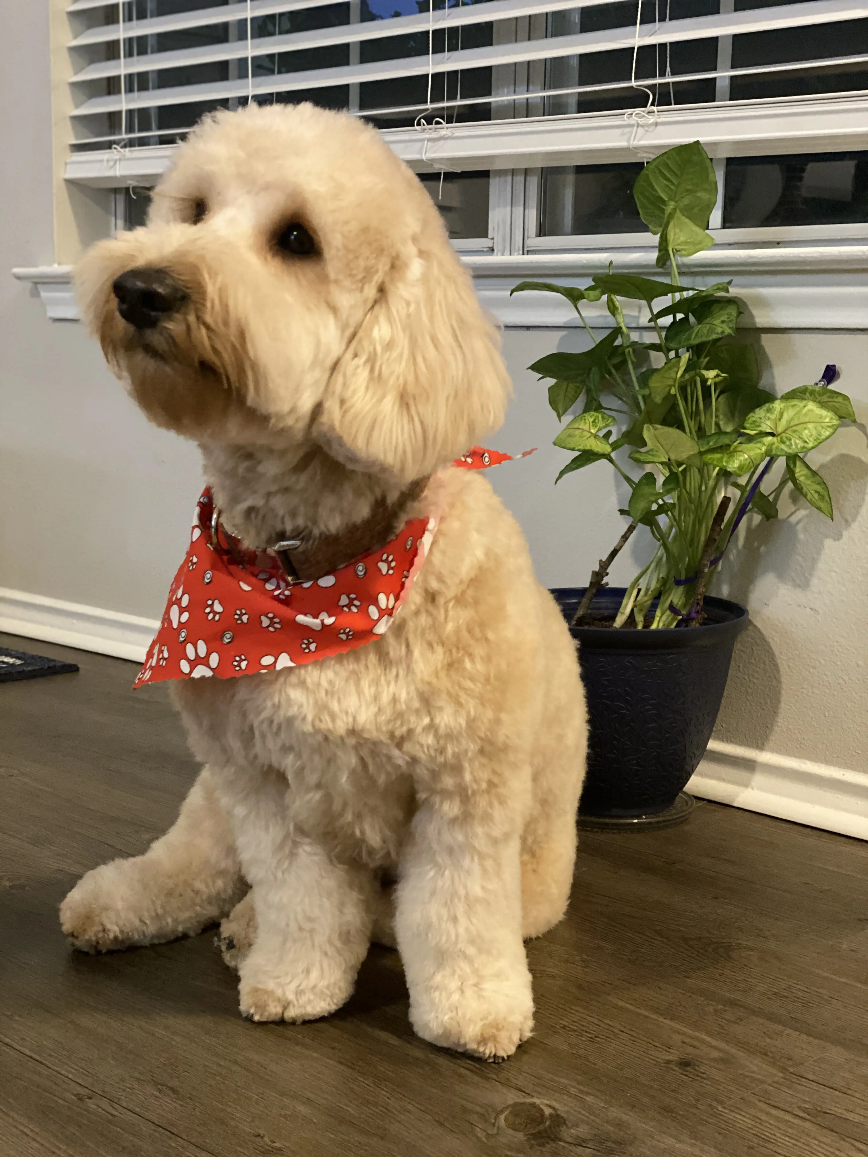 Legacy Pet Grooming