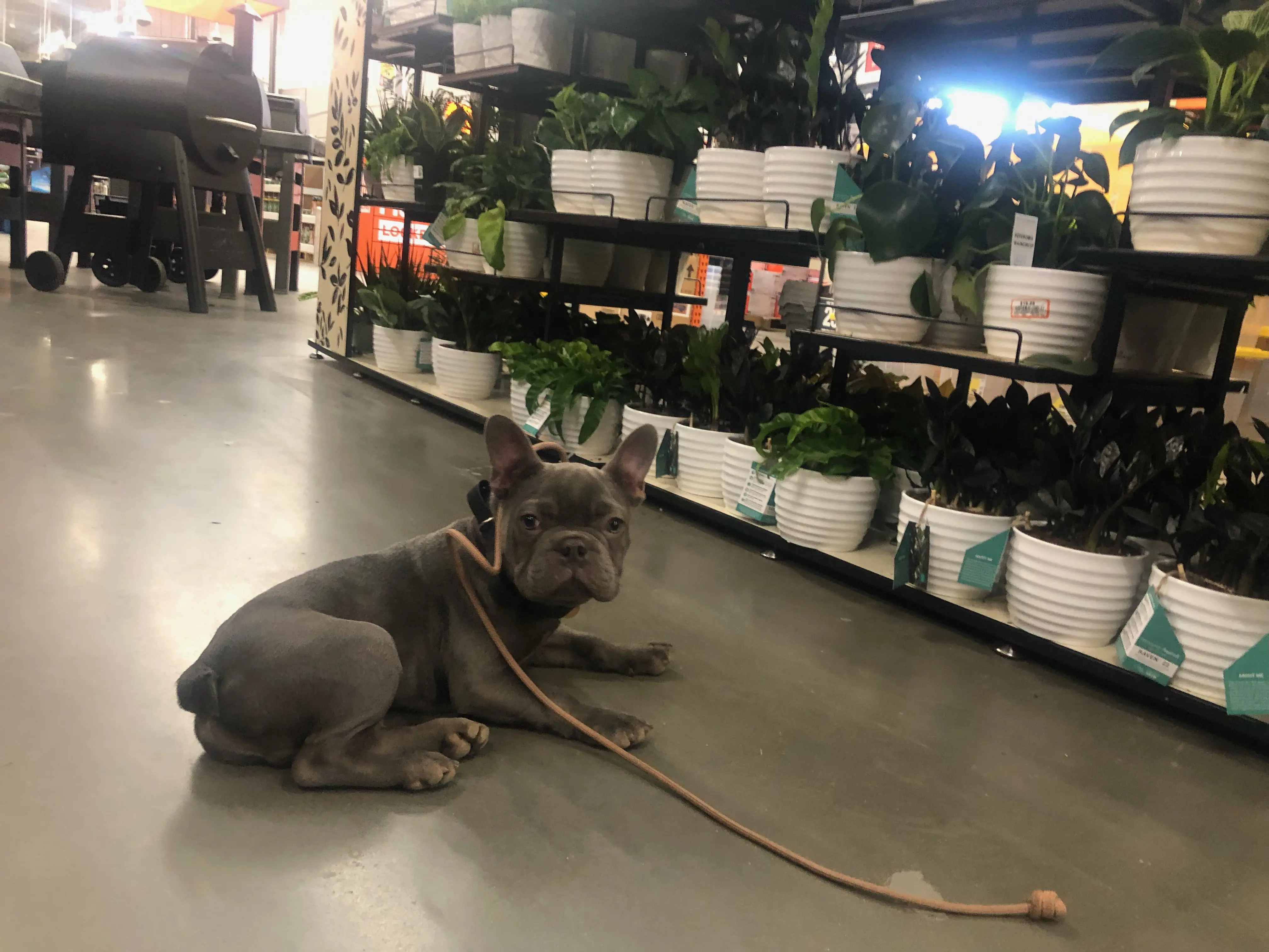 Obedient K9 Academy