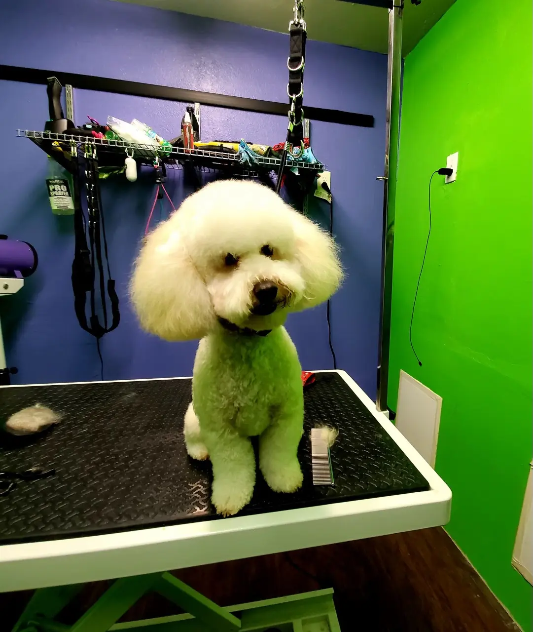 Dawg Life Doggy Daycare & Boarding - Dallas