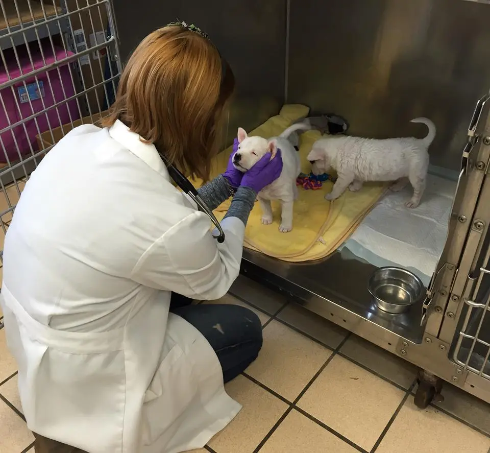 Stone Oak Veterinary Clinic