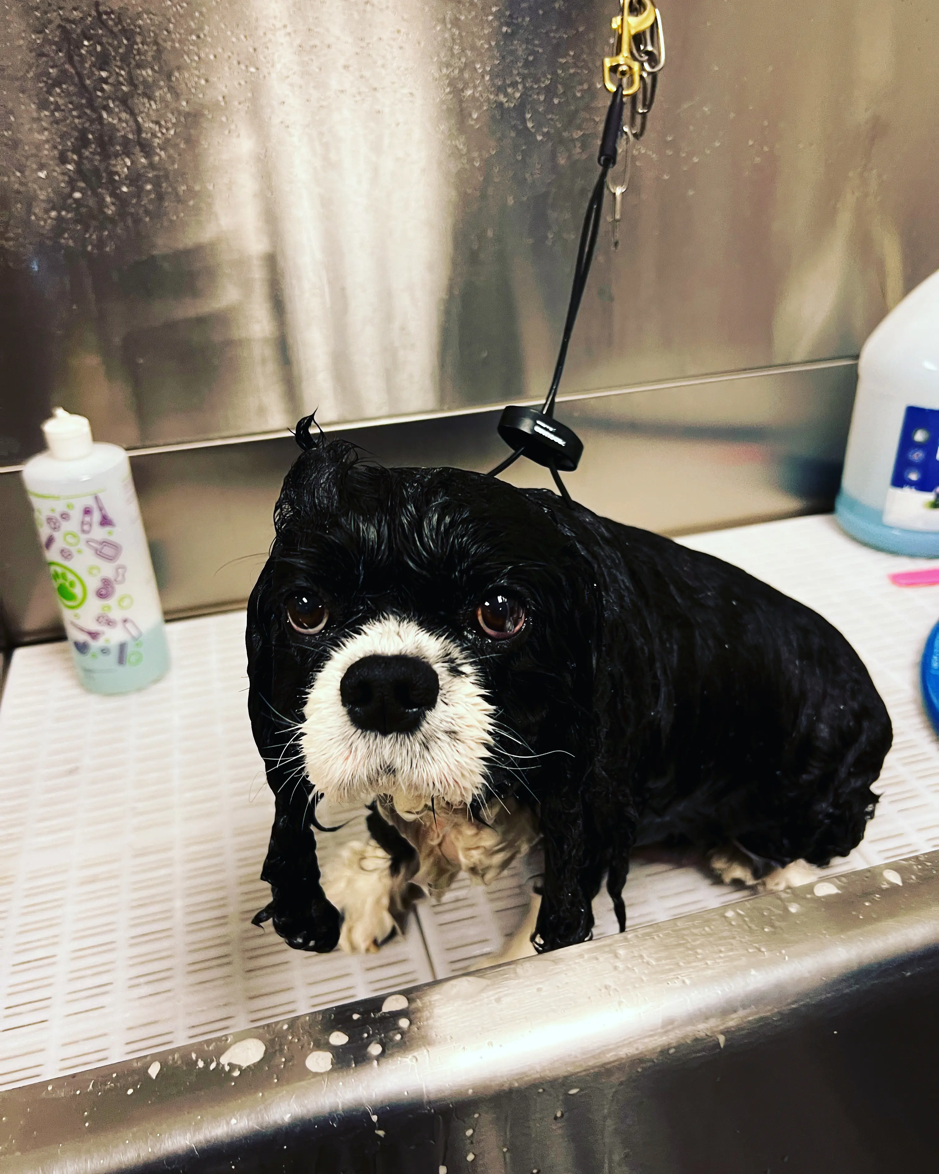 Royalty Pet Spa llc