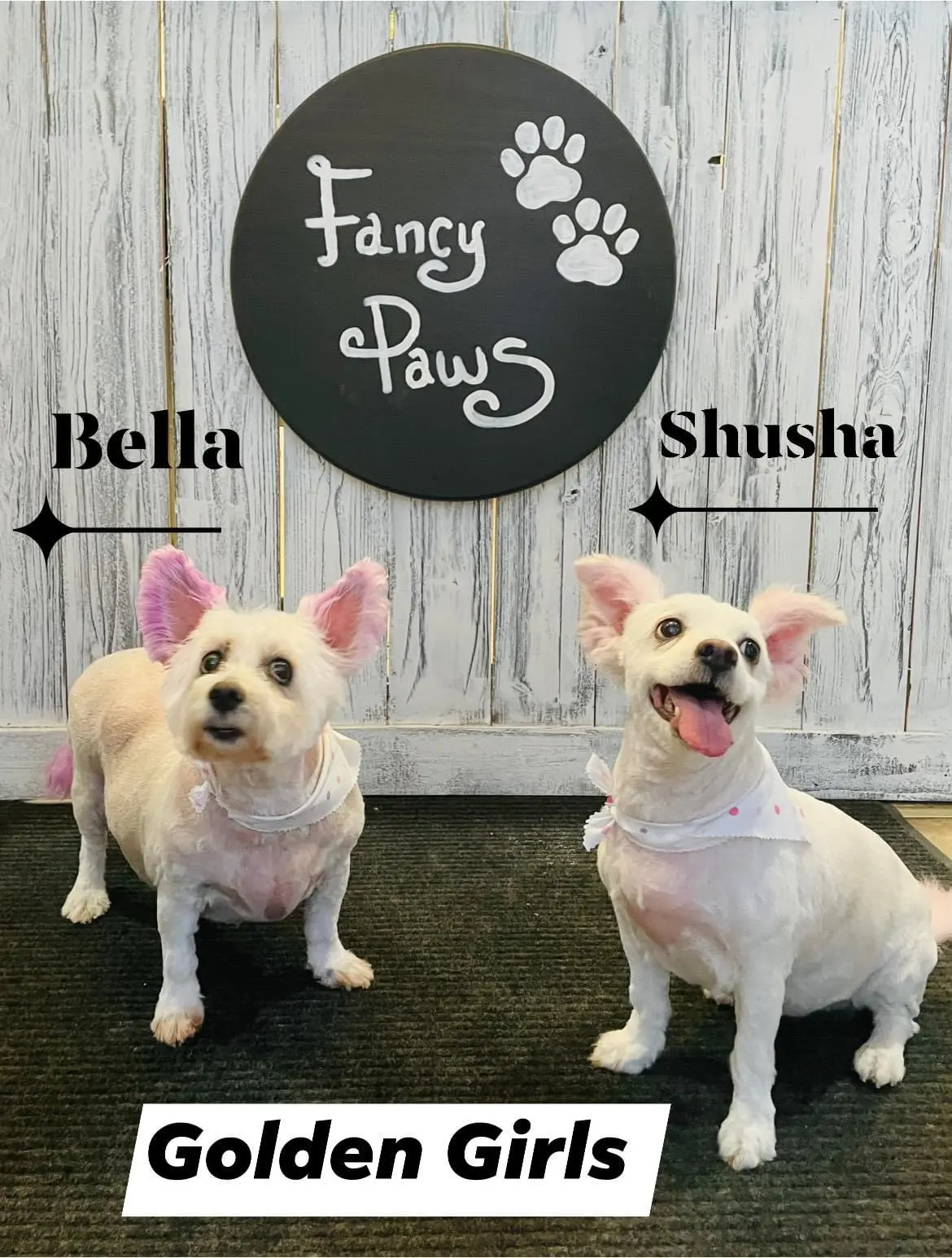 Fancy Paws Grooming Salon