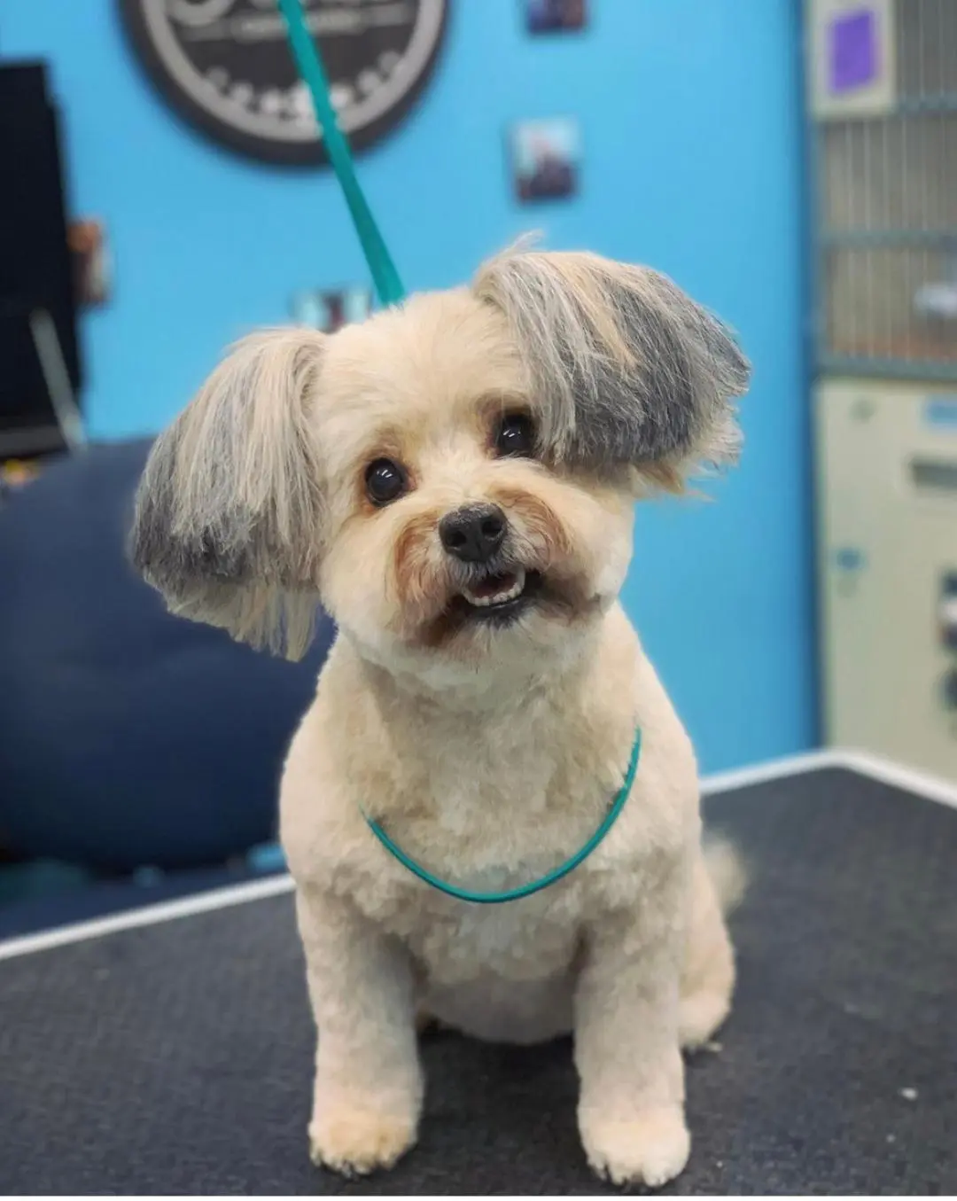 Fur Kids Grooming