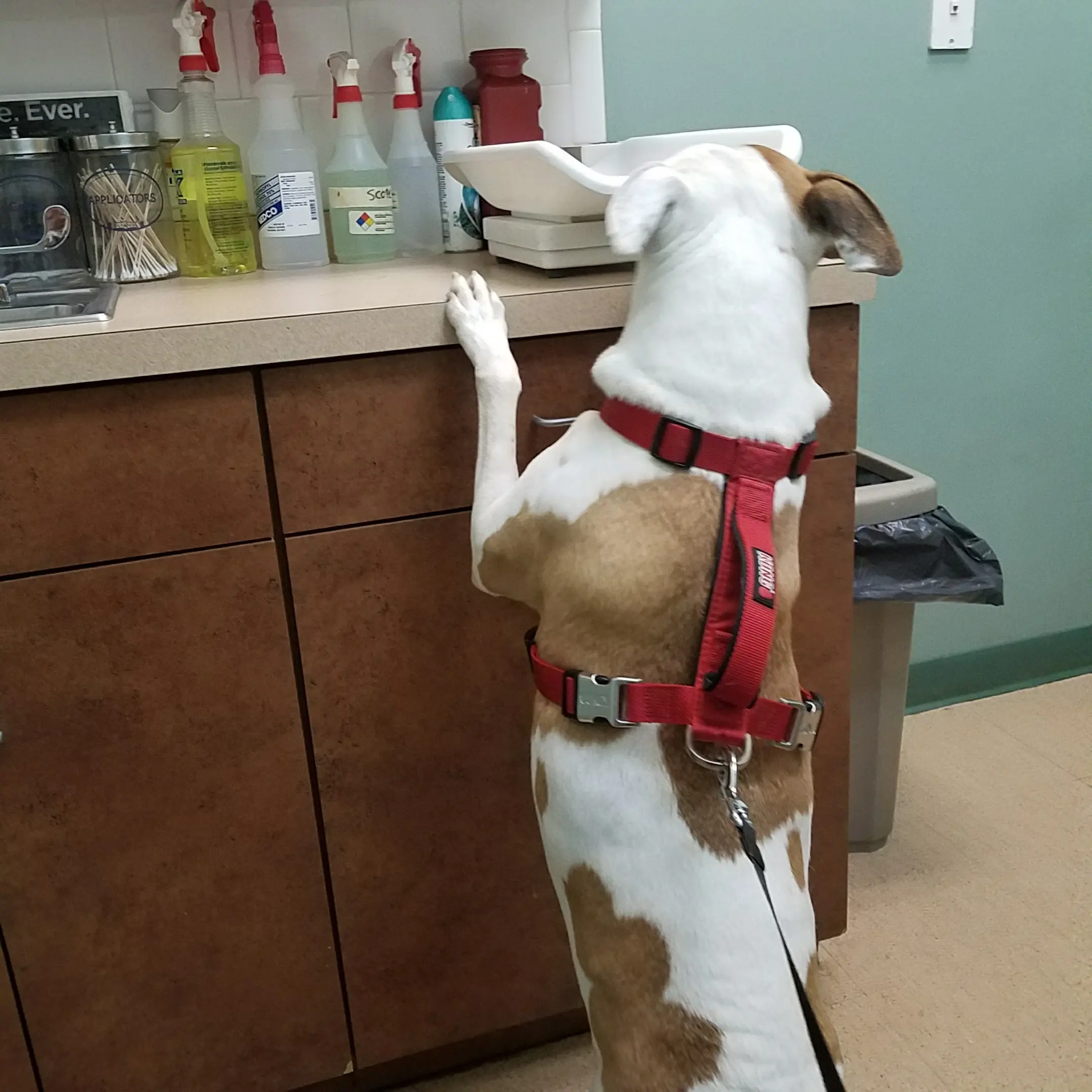 Bree's Animal Hospital