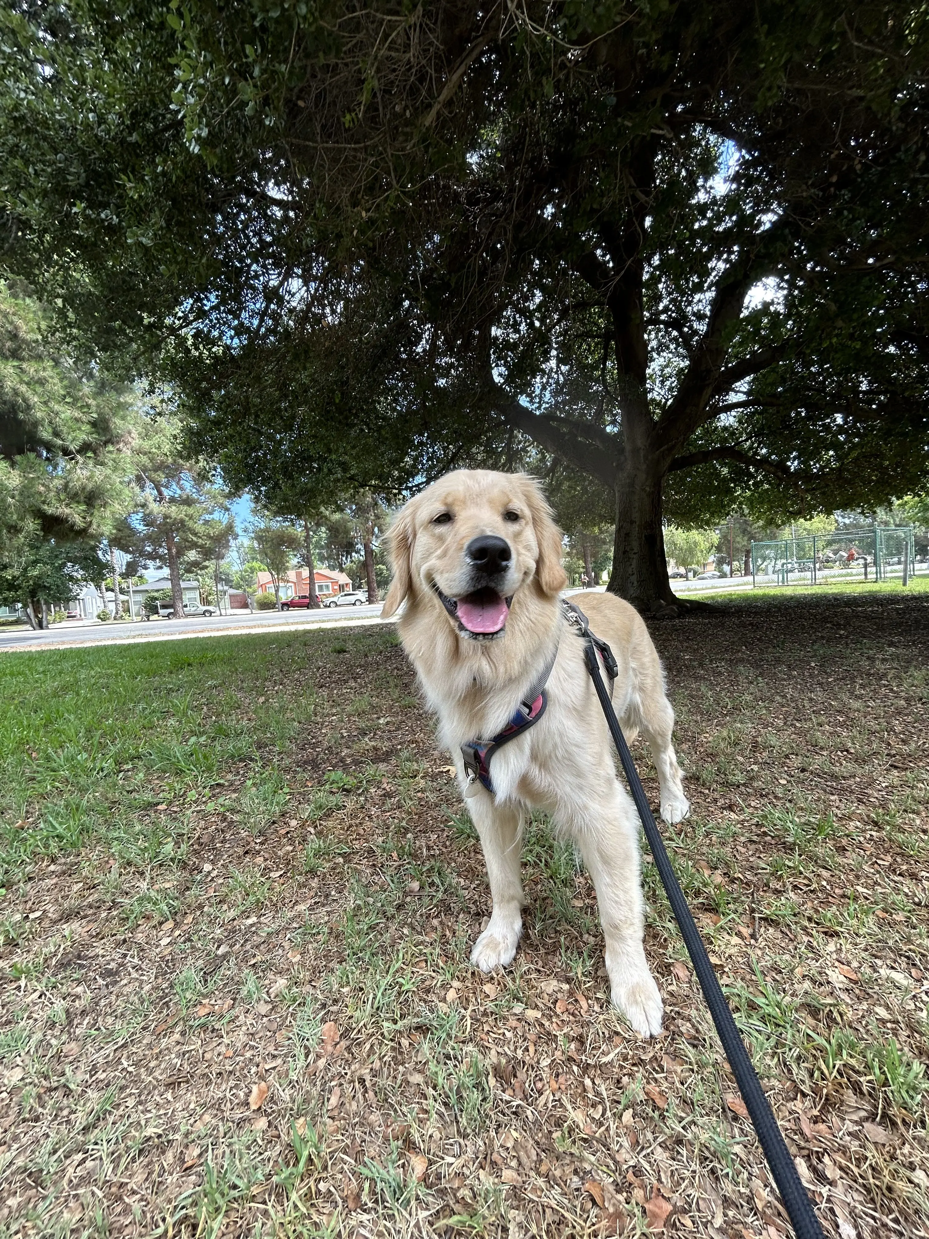 Low Cost Pet Vaccines of Silver Lake, California