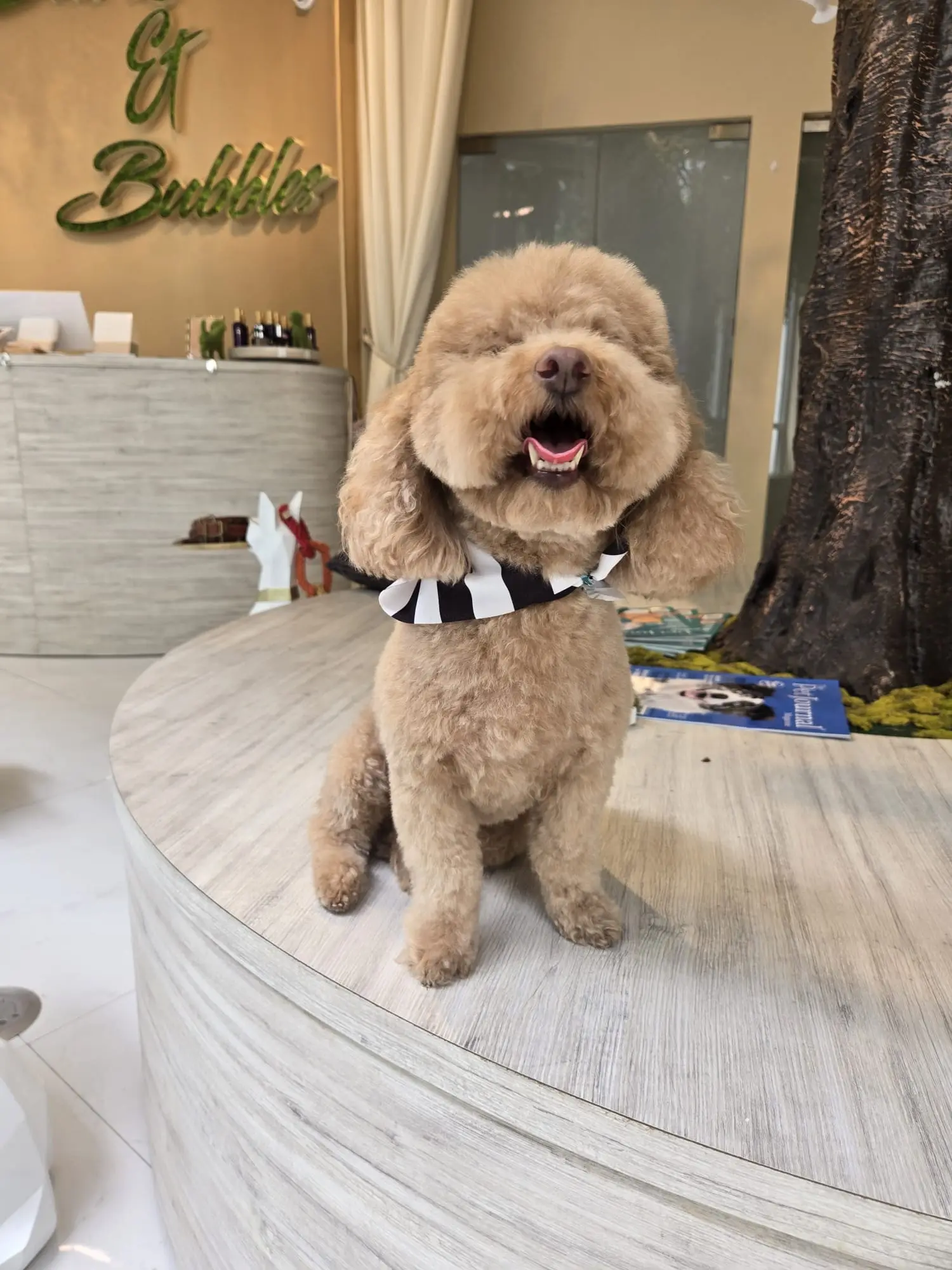 Barks And Bubbles Luxury Pet Grooming