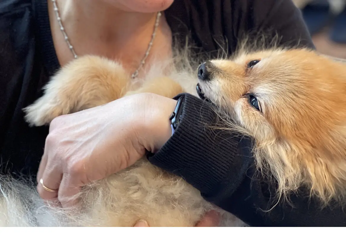 PetSmart Grooming