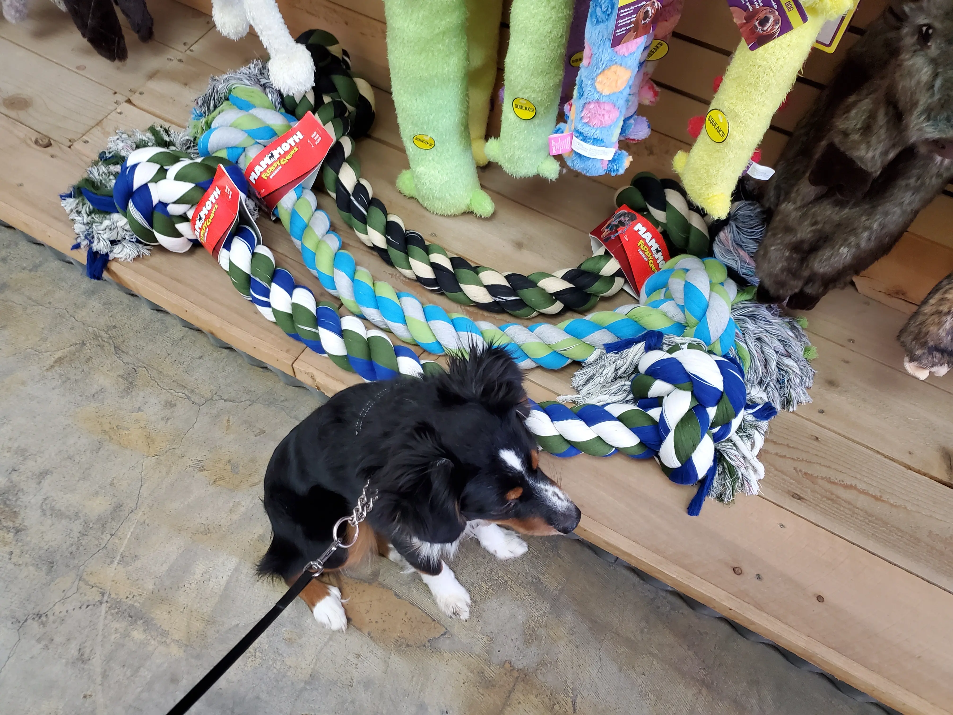 Pet's Barn