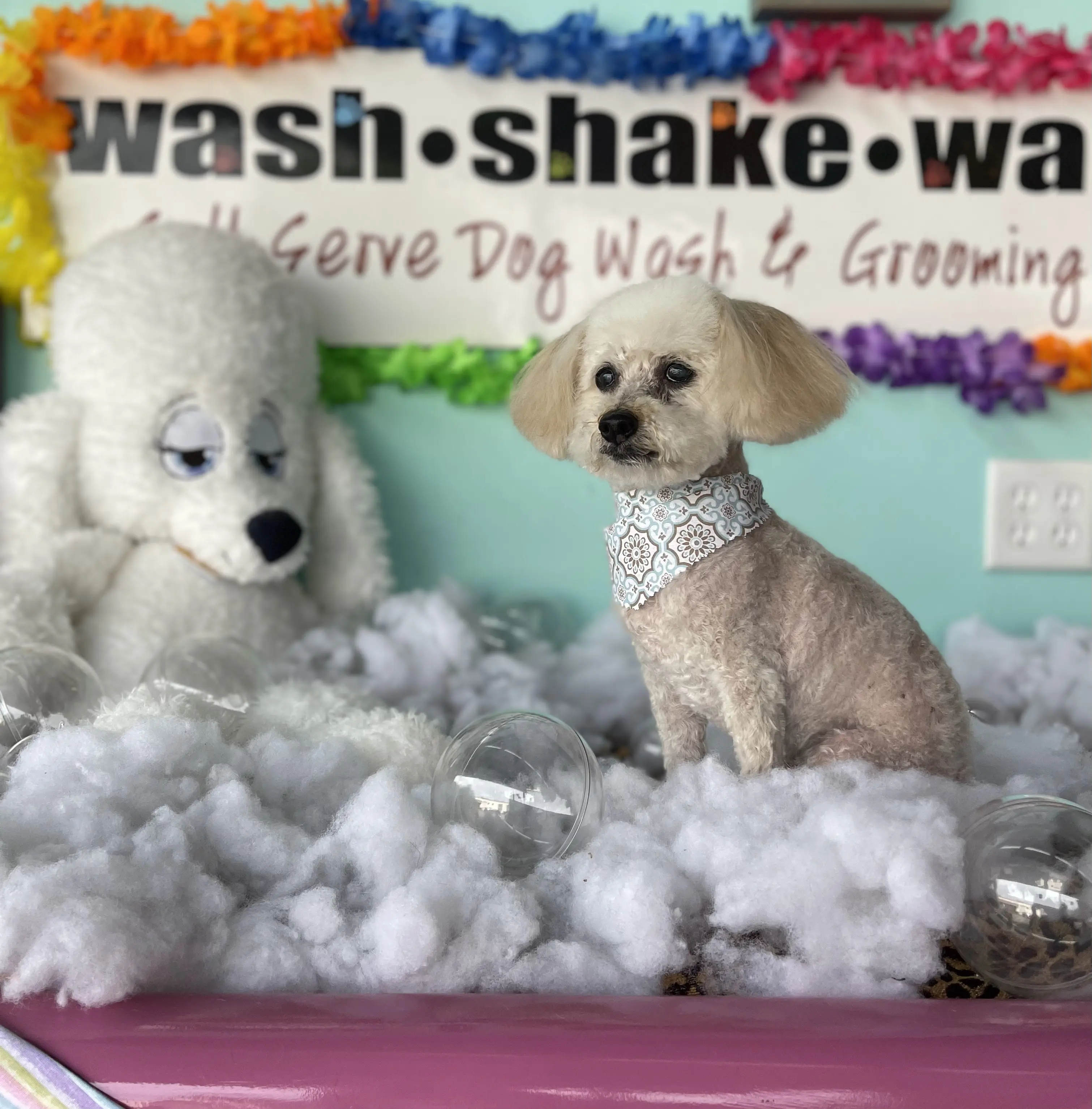 Wash Shake Wag - Dog Grooming, San Antonio, TX
