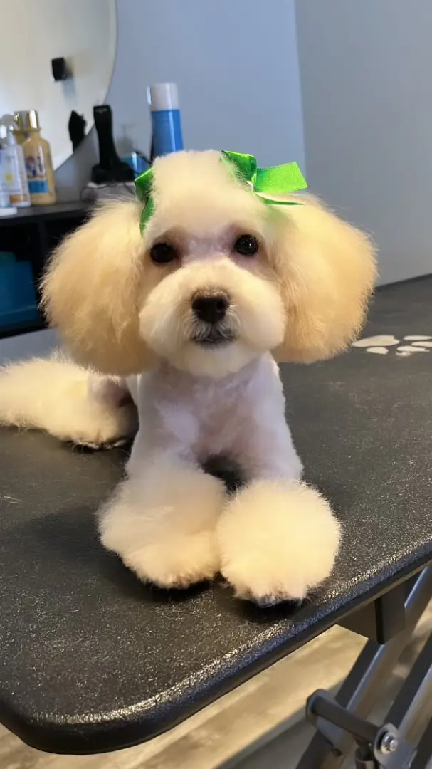 Duke's Grooming Studio
