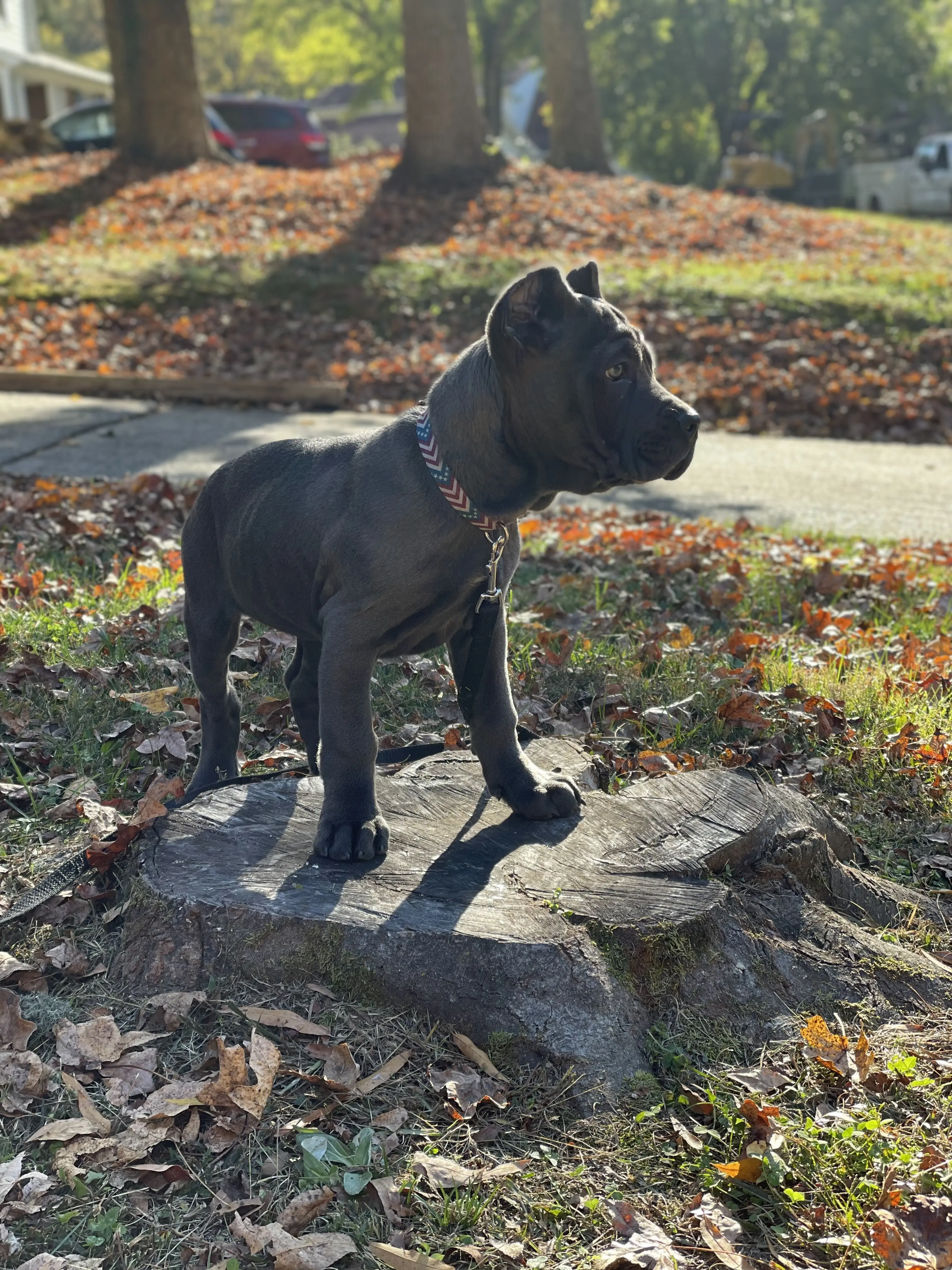 Dog Training In Your Home