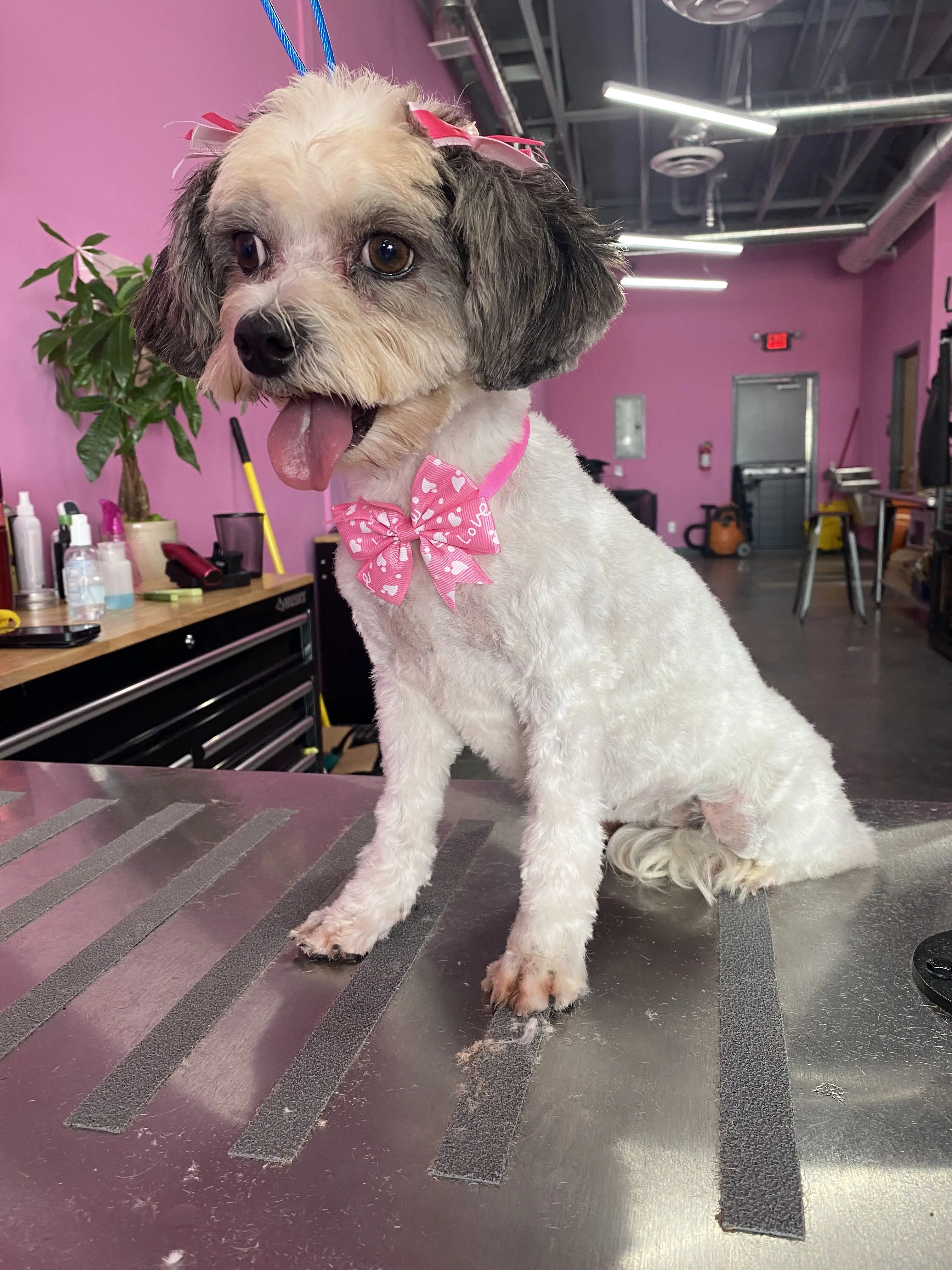 Mr. Doggy Pet Grooming & Resort