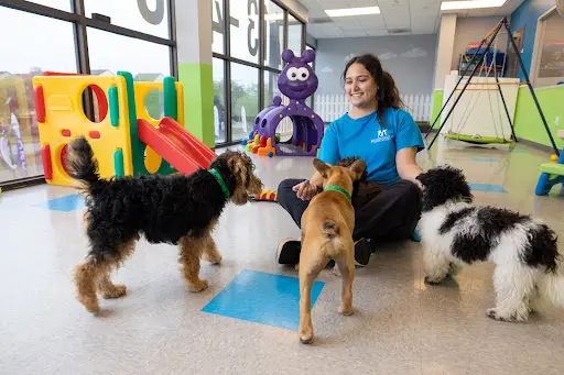 Meadowlake Pet Resort