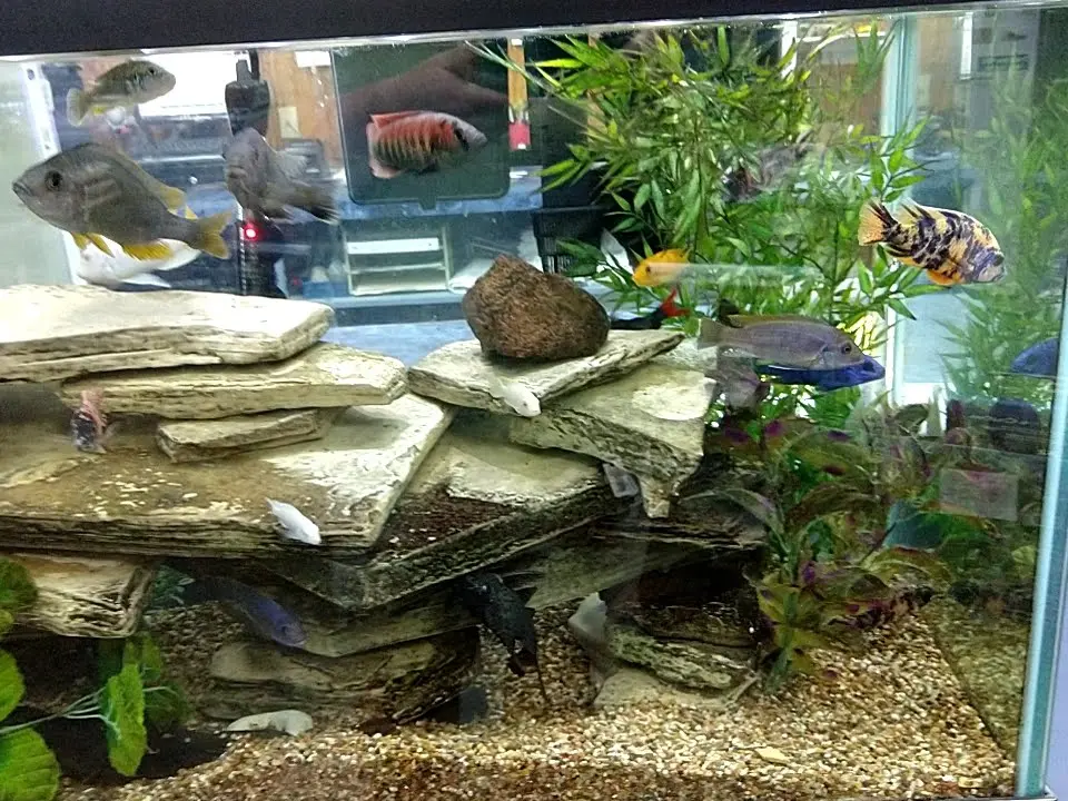 Tropical Fish Haven