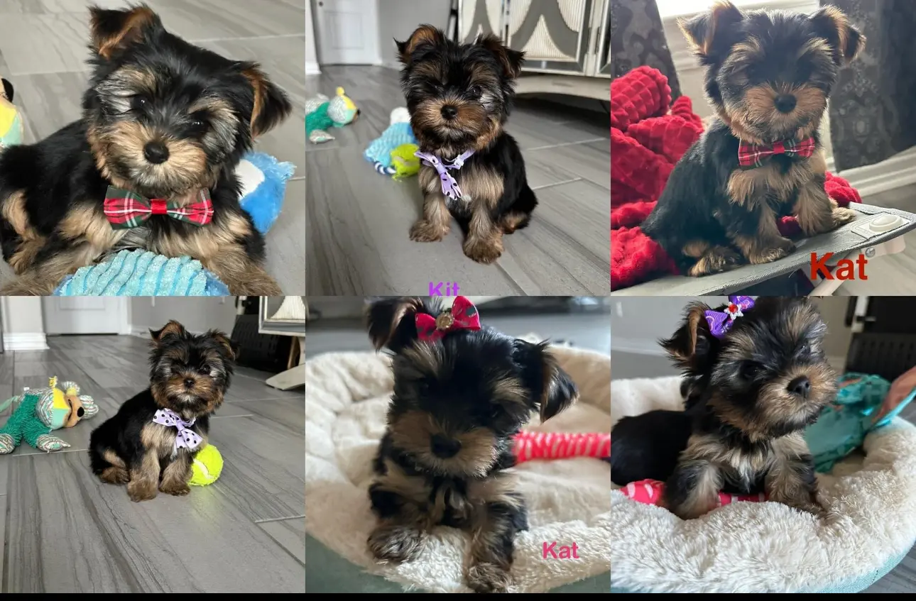 Ruffhouse Yorkies