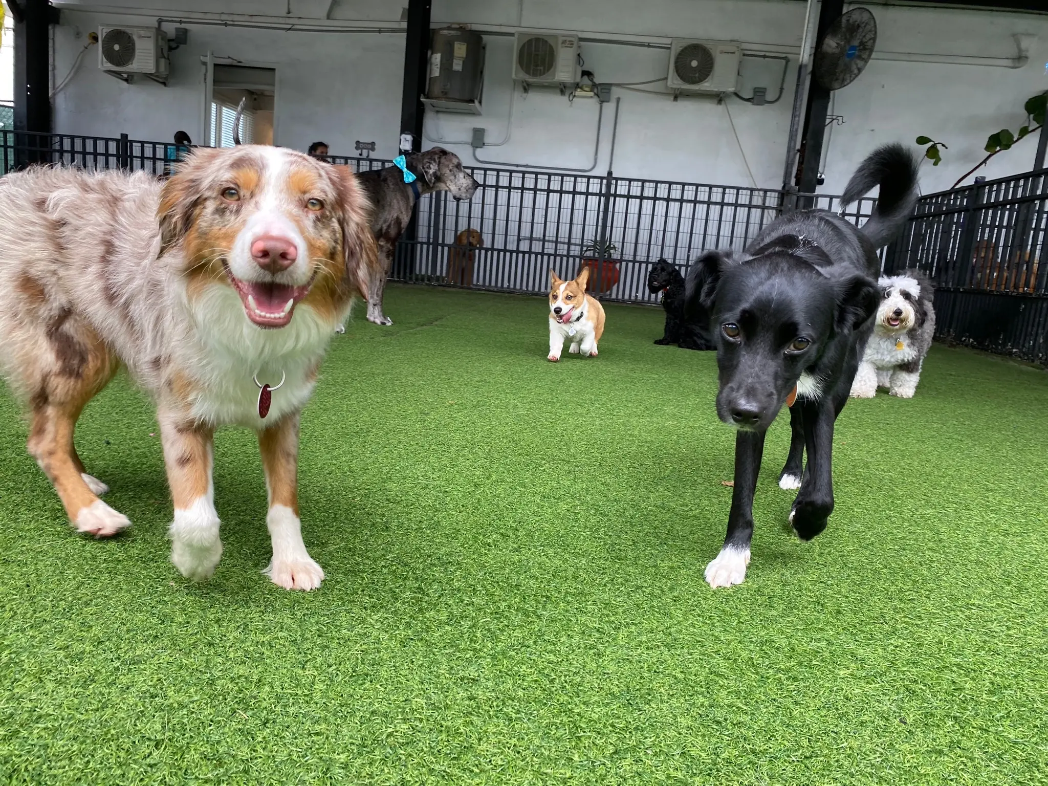 Fit & Go Pets