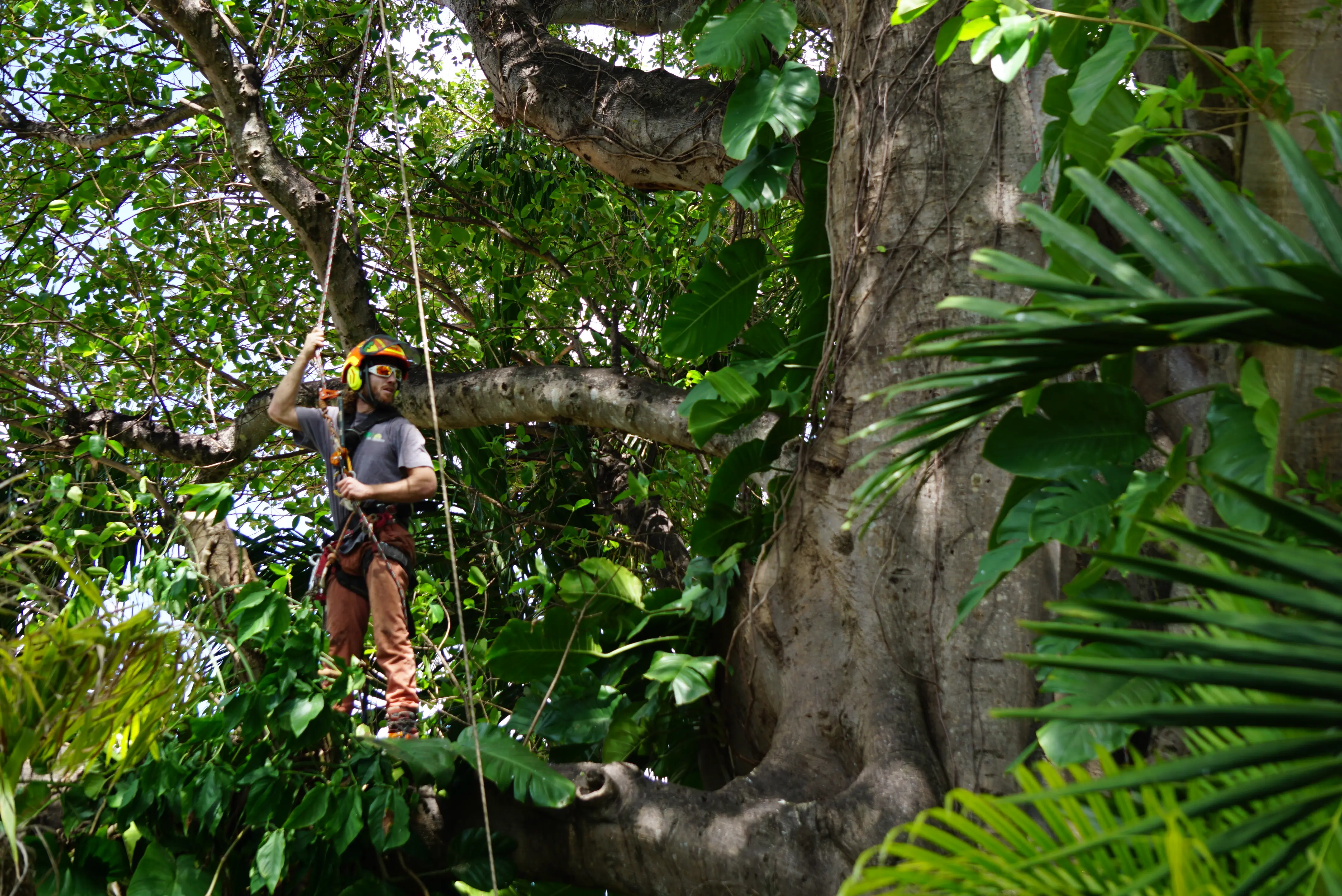 True Tree Service
