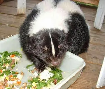Austin's Wildlife Removal Services