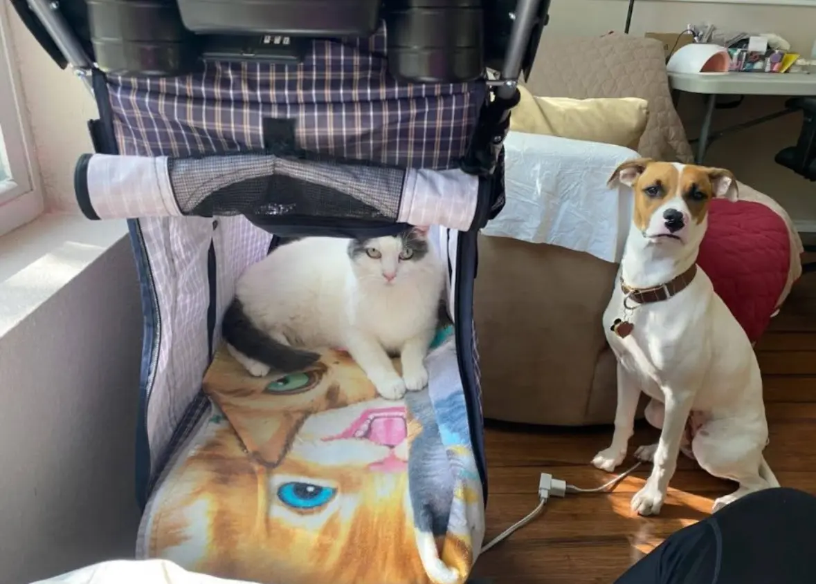 S&G Pet Care