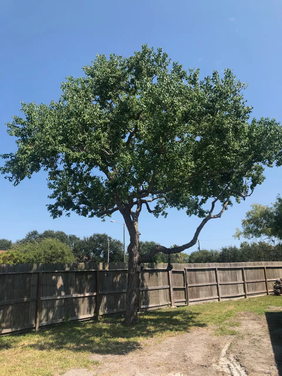 Southern Tree Care