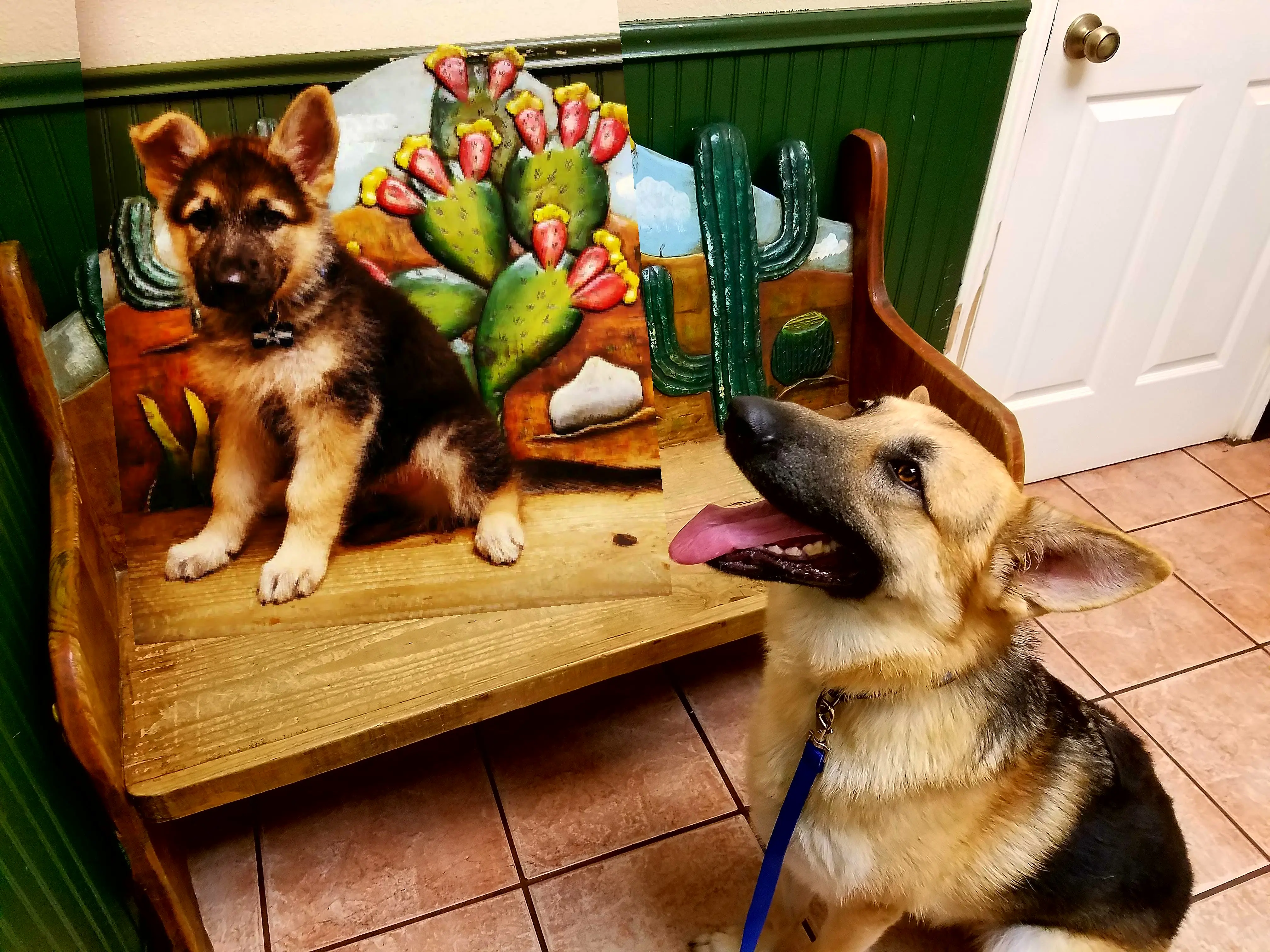 Tejas Veterinary Clinic