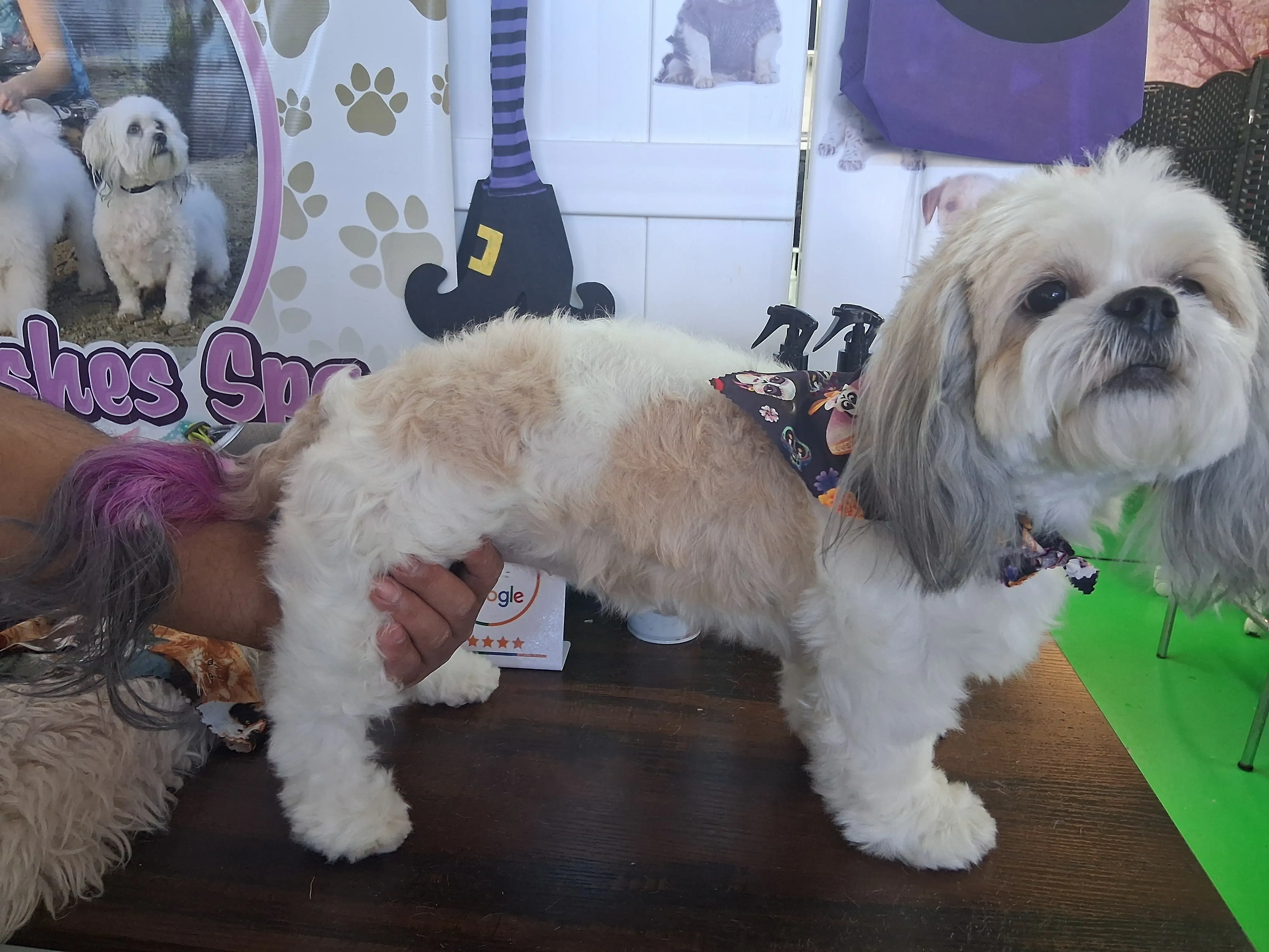 Pet Wishes Spa
