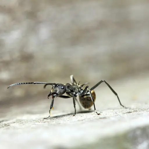 Bulwark Exterminating in Round Rock