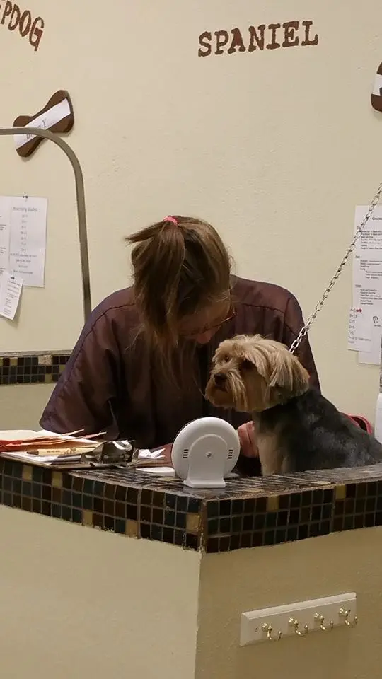 It's A Dog's World