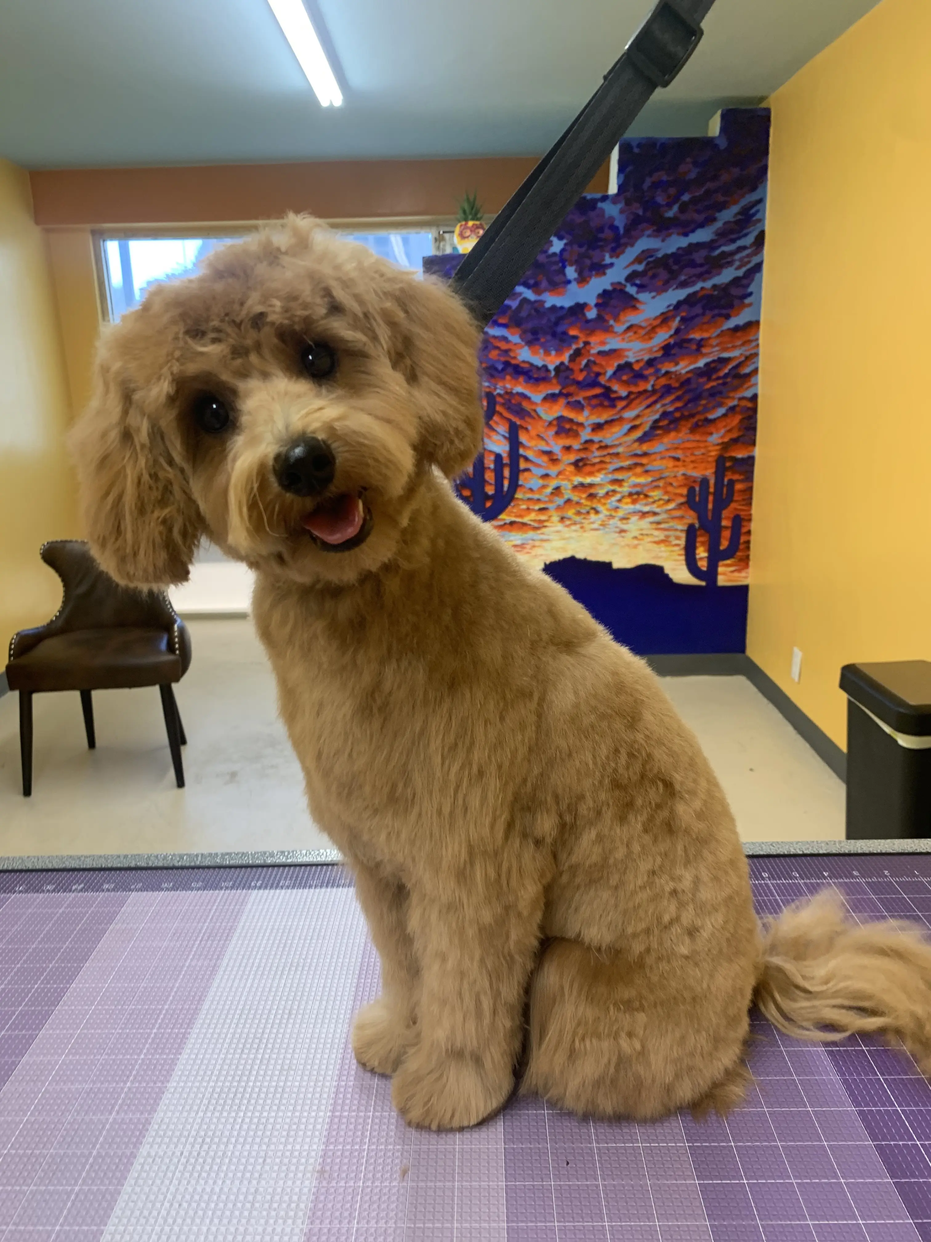 Lucky Dog Spa