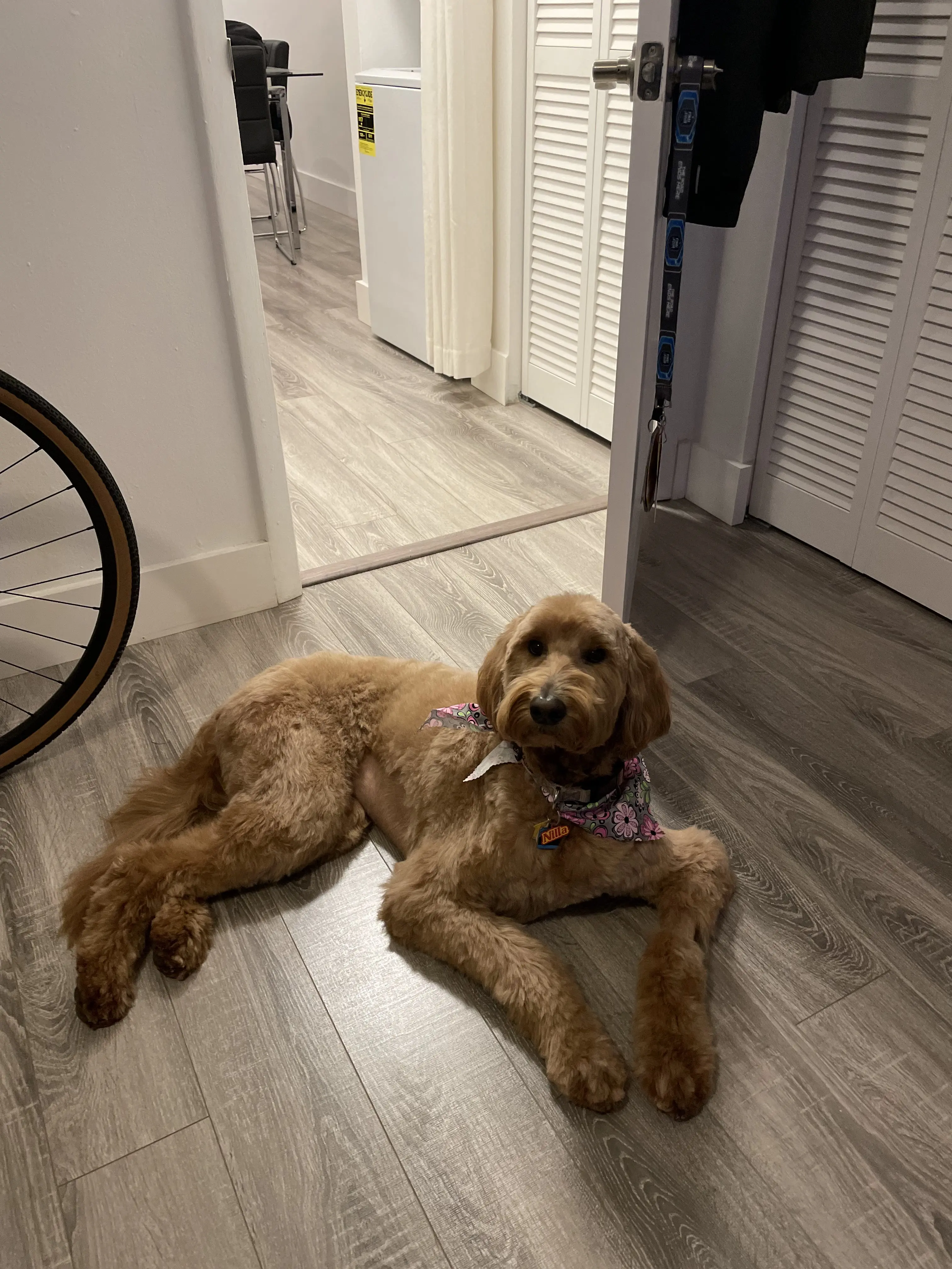 Lovely Pets Grooming Salon inc