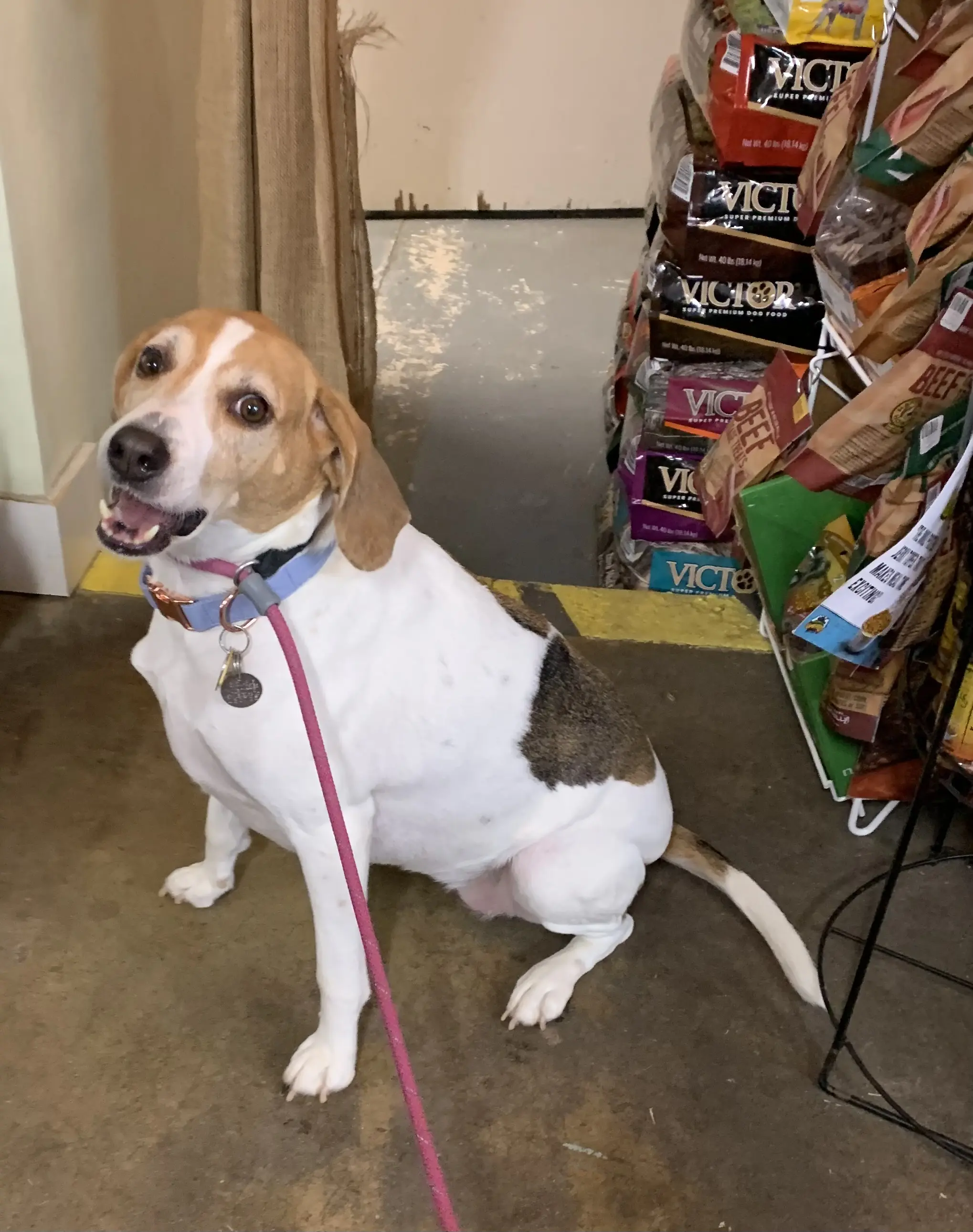 Four Dogs Pet Supplies