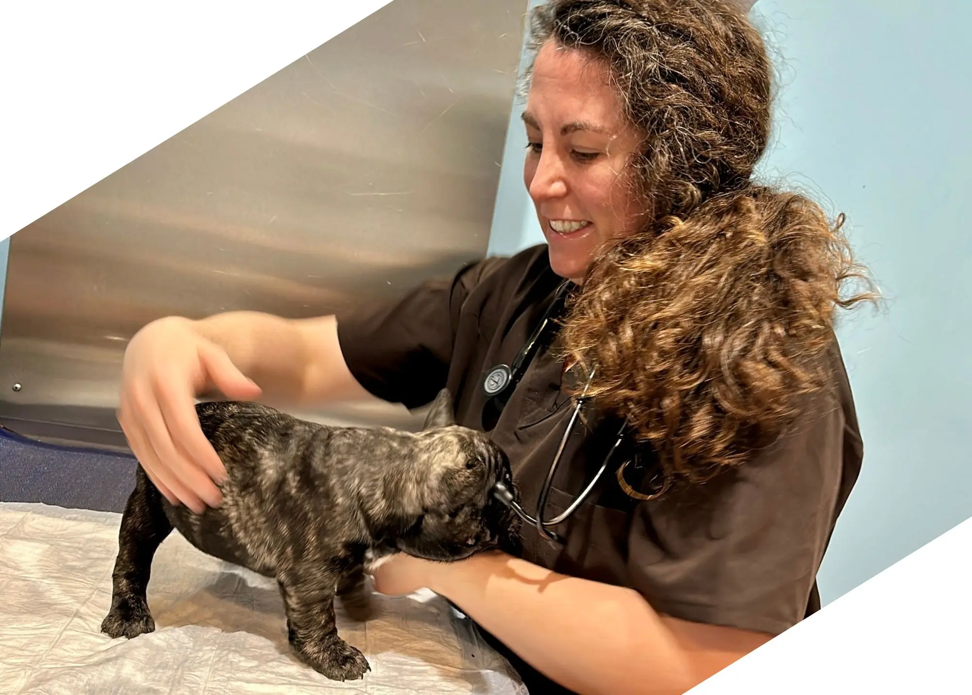 Agnew Veterinary Reproductive Services