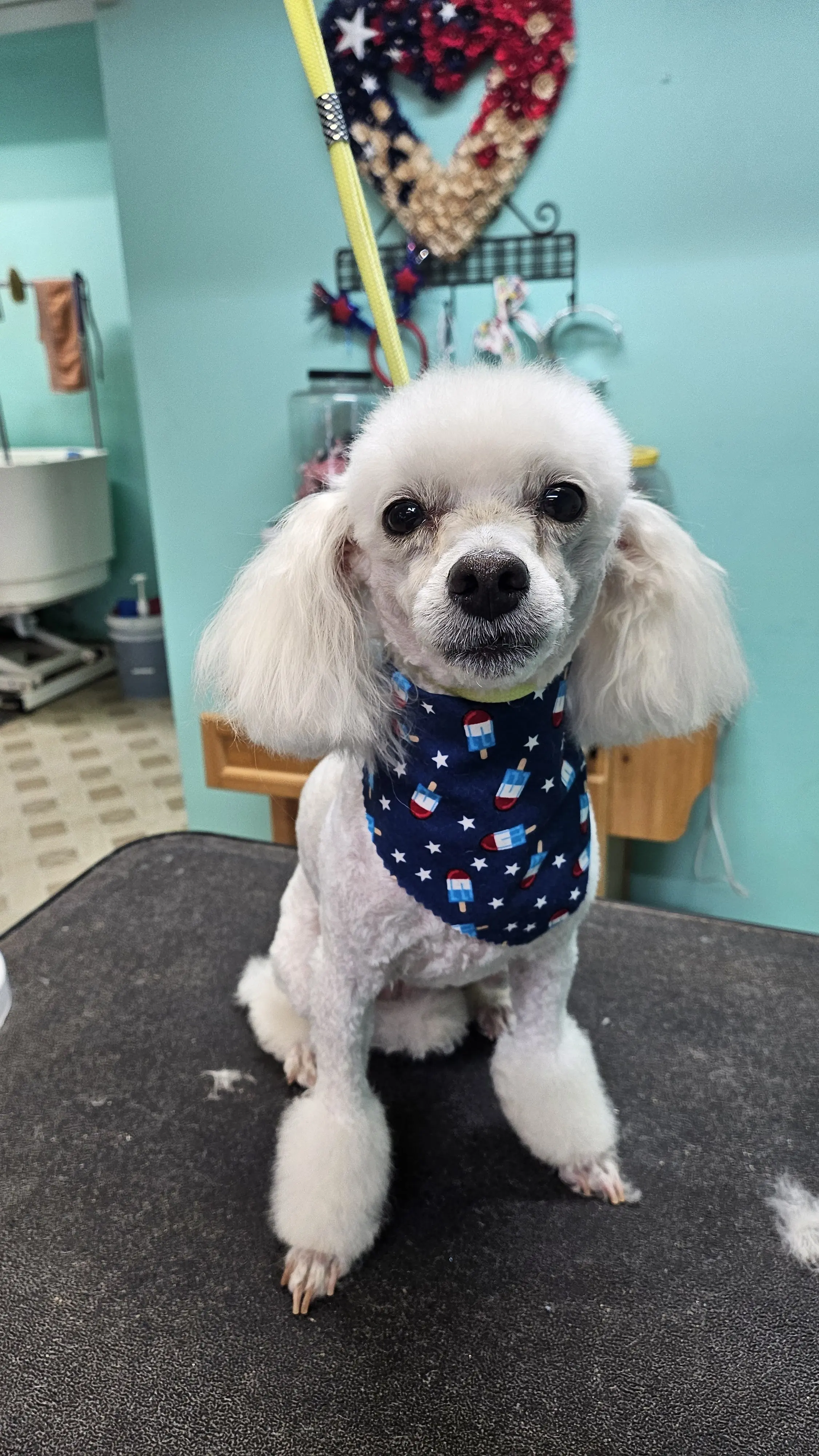Rainbow Paws Pet Salon