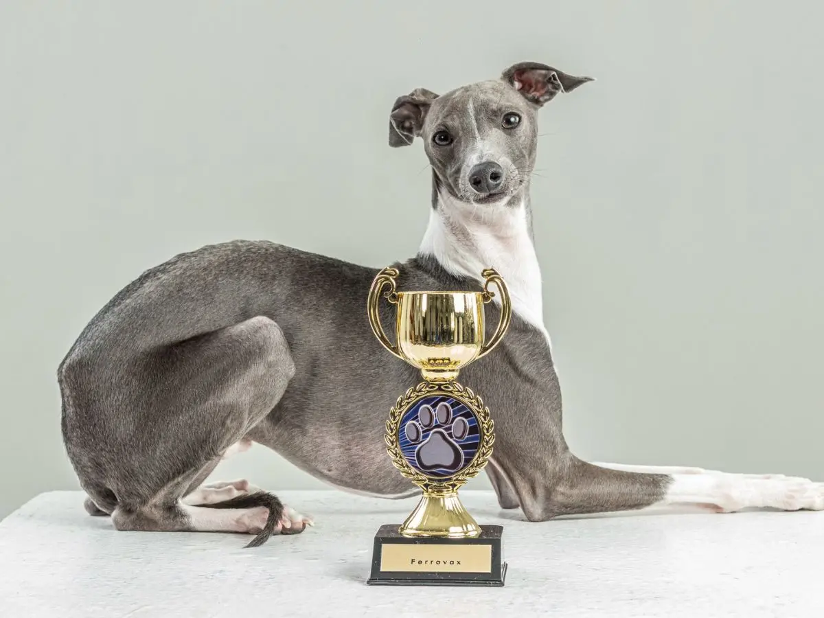 Ferrovax Dog Modeling Agency