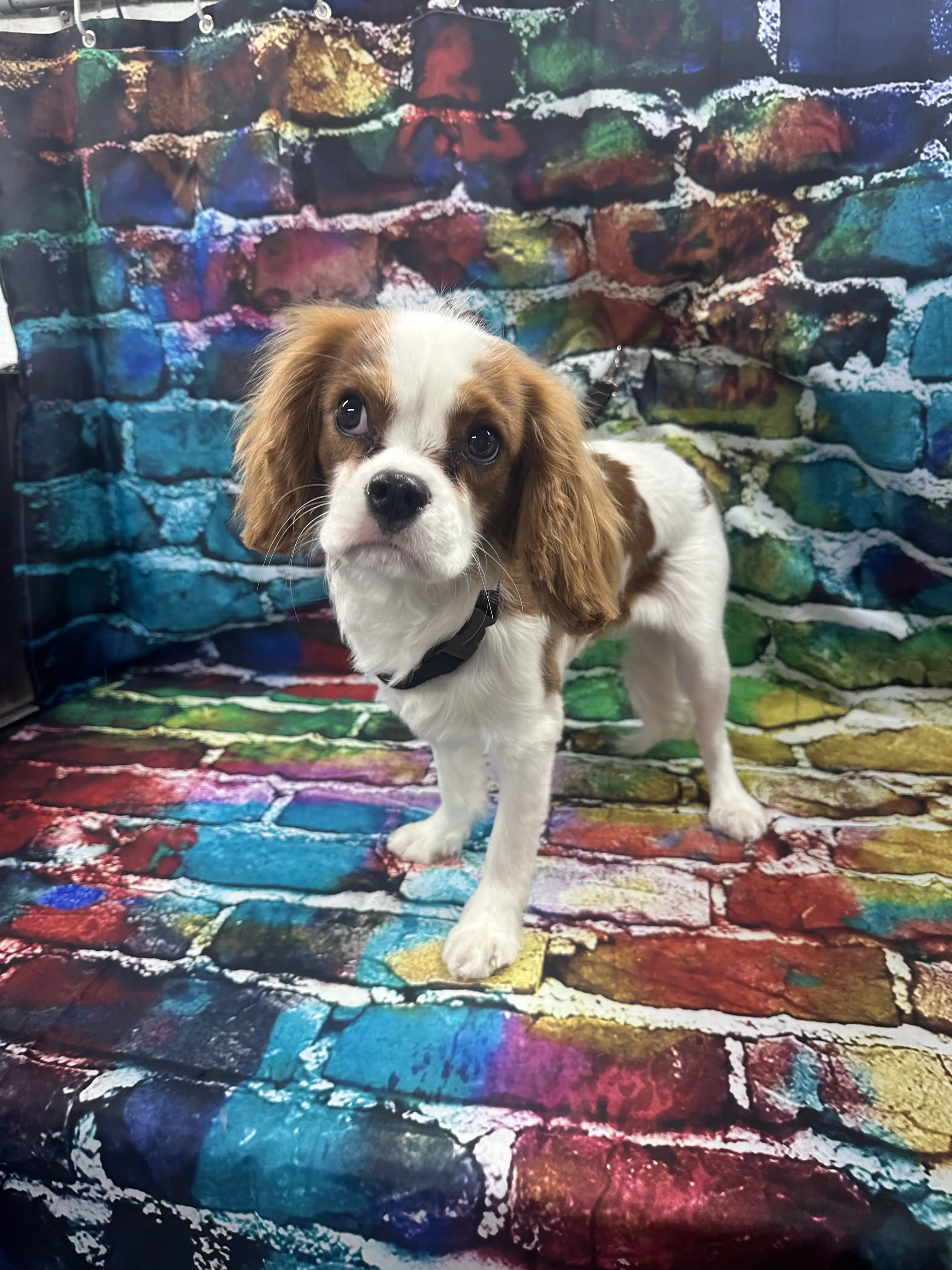 Paw-lished Pets Salon
