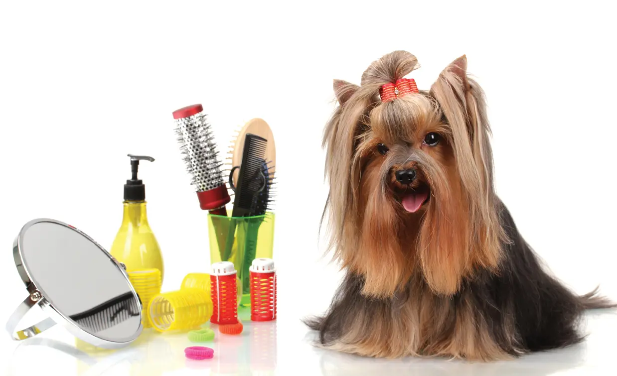 A Purr-Fect Dog Grooming & Day Care