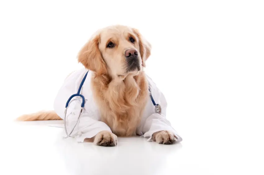 Russell Creek Pet Clinic