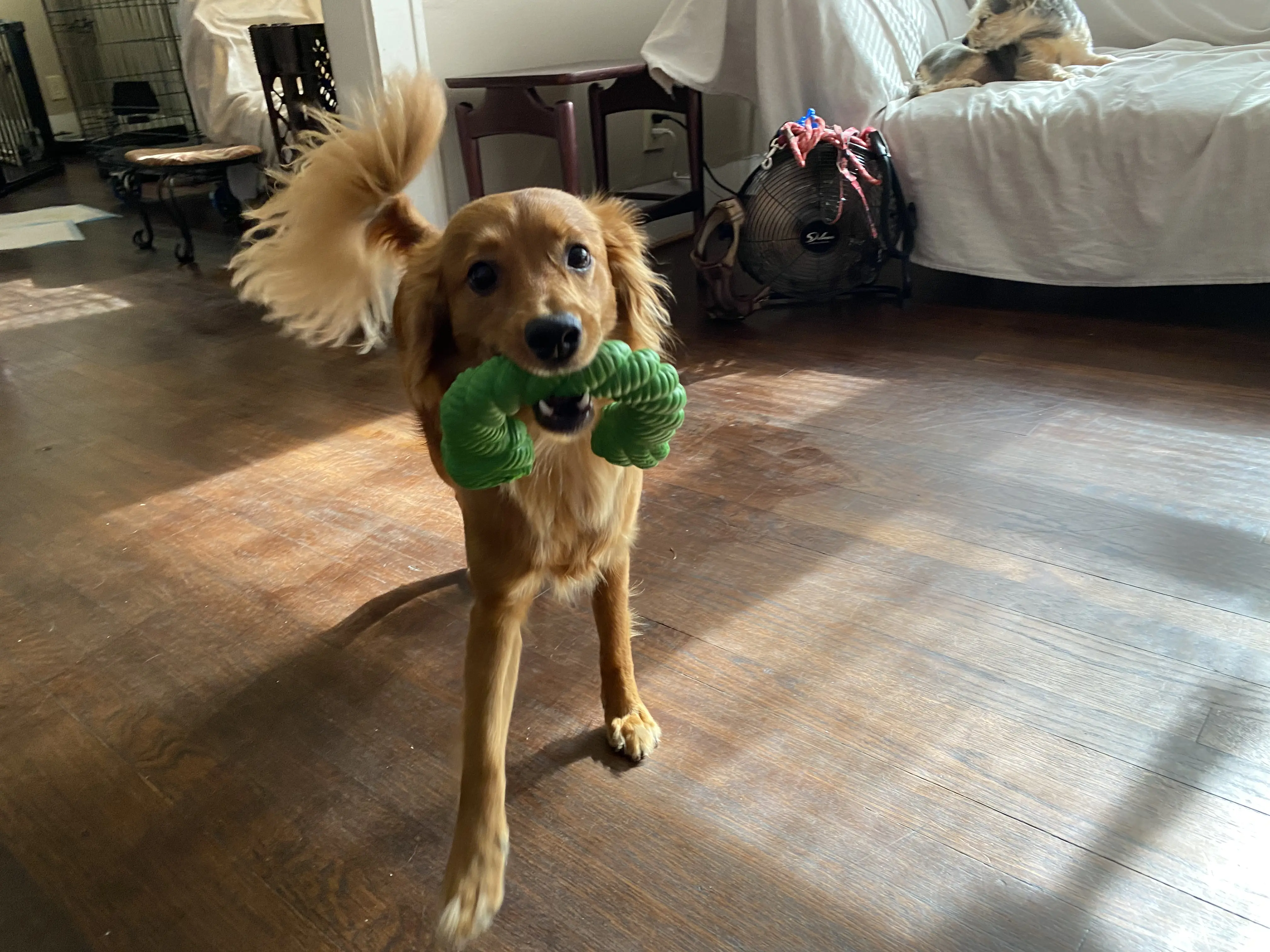 Happy Puppy