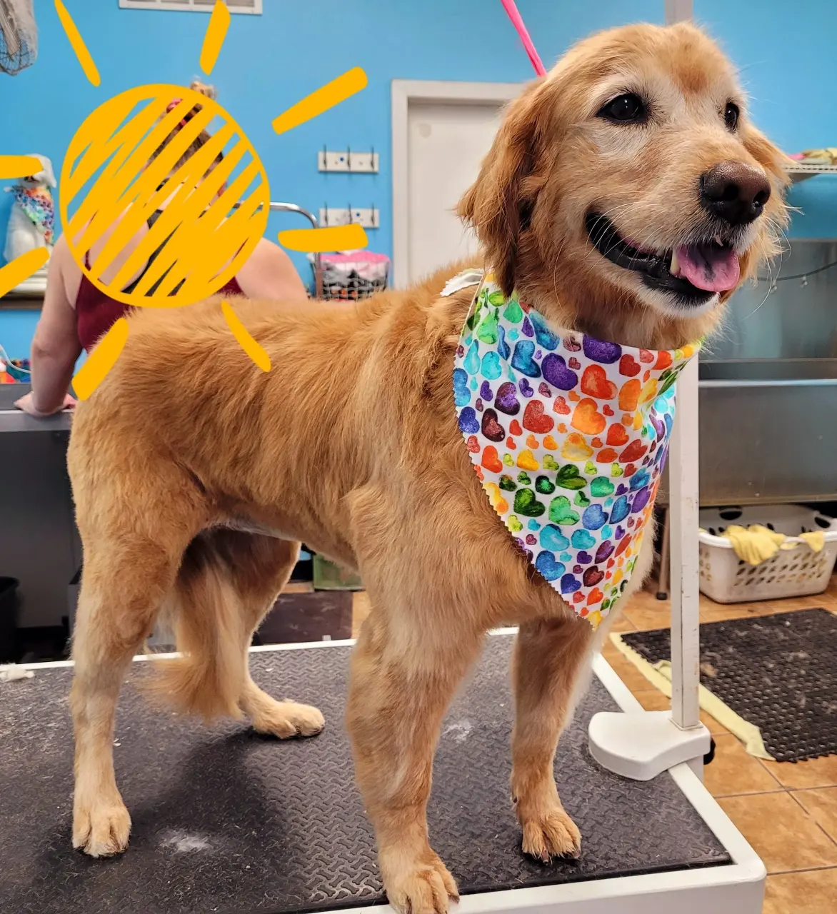 Betty's Dog Wash & Grooming