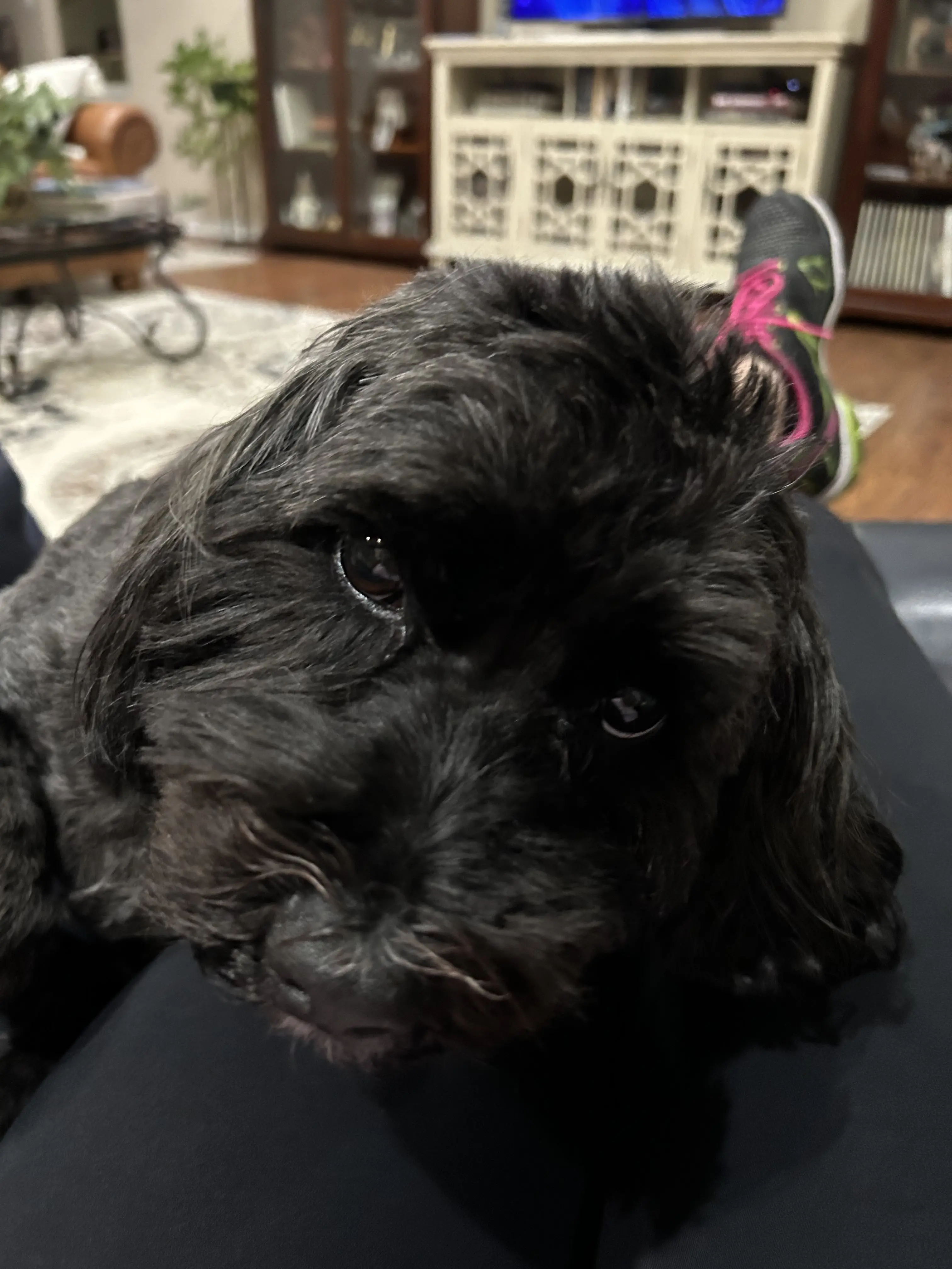 Animal Dermatology Clinic