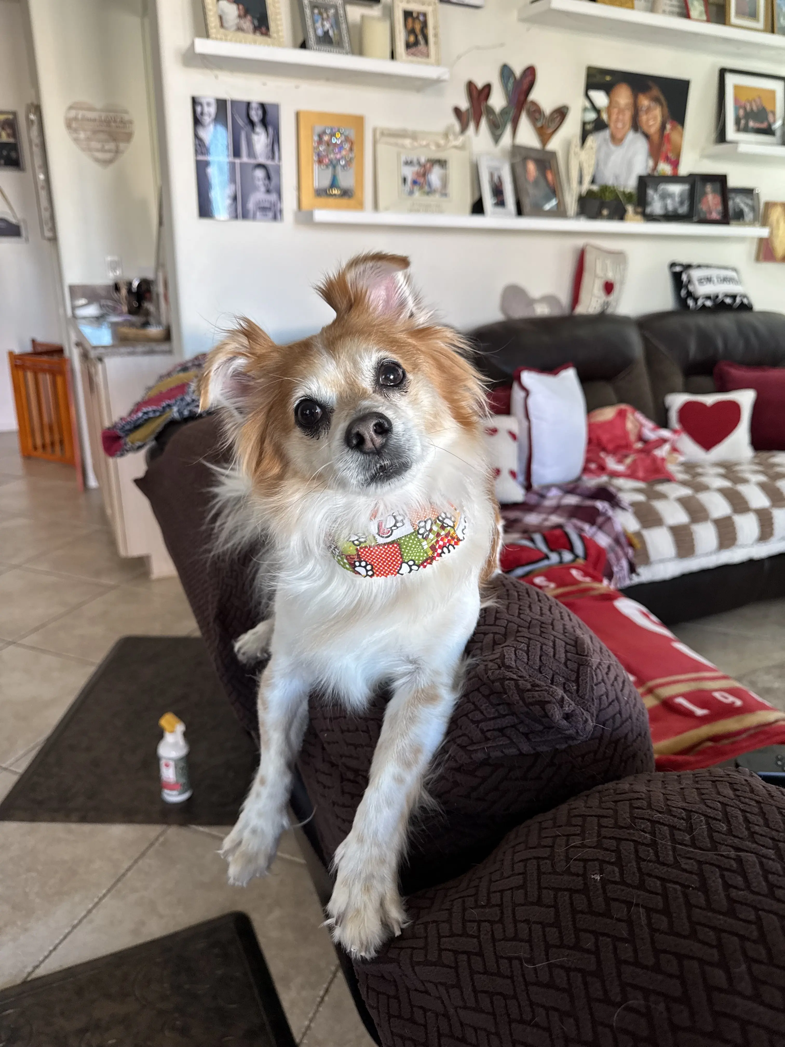 Woof Gang Bakery & Grooming Henderson