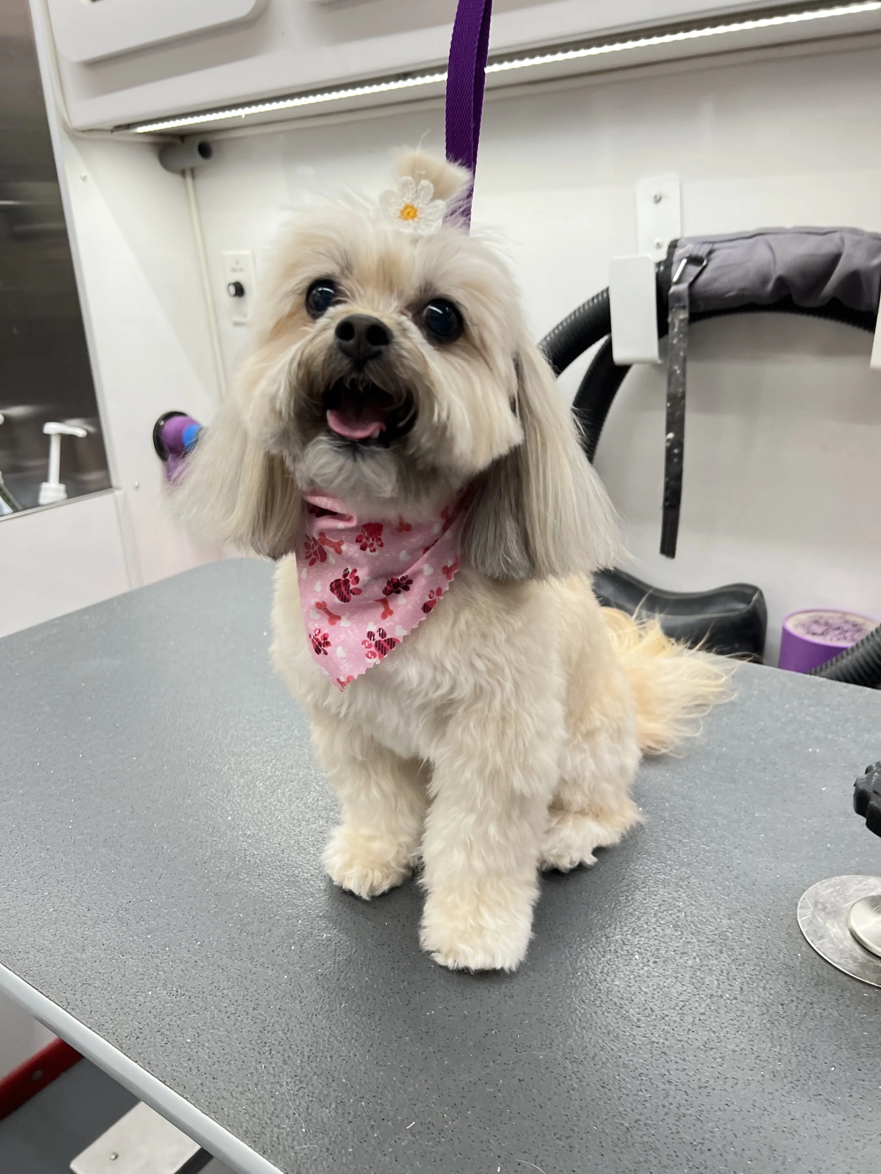Kisses and Paws Board and Care