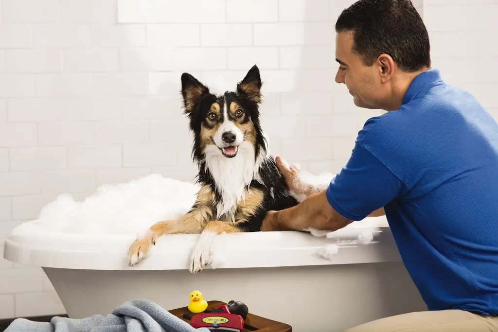 PetSmart Grooming