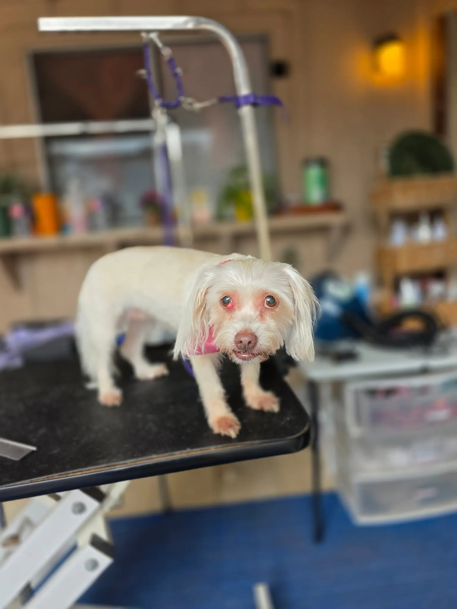 Daniyyel's Mobile Dog Grooming