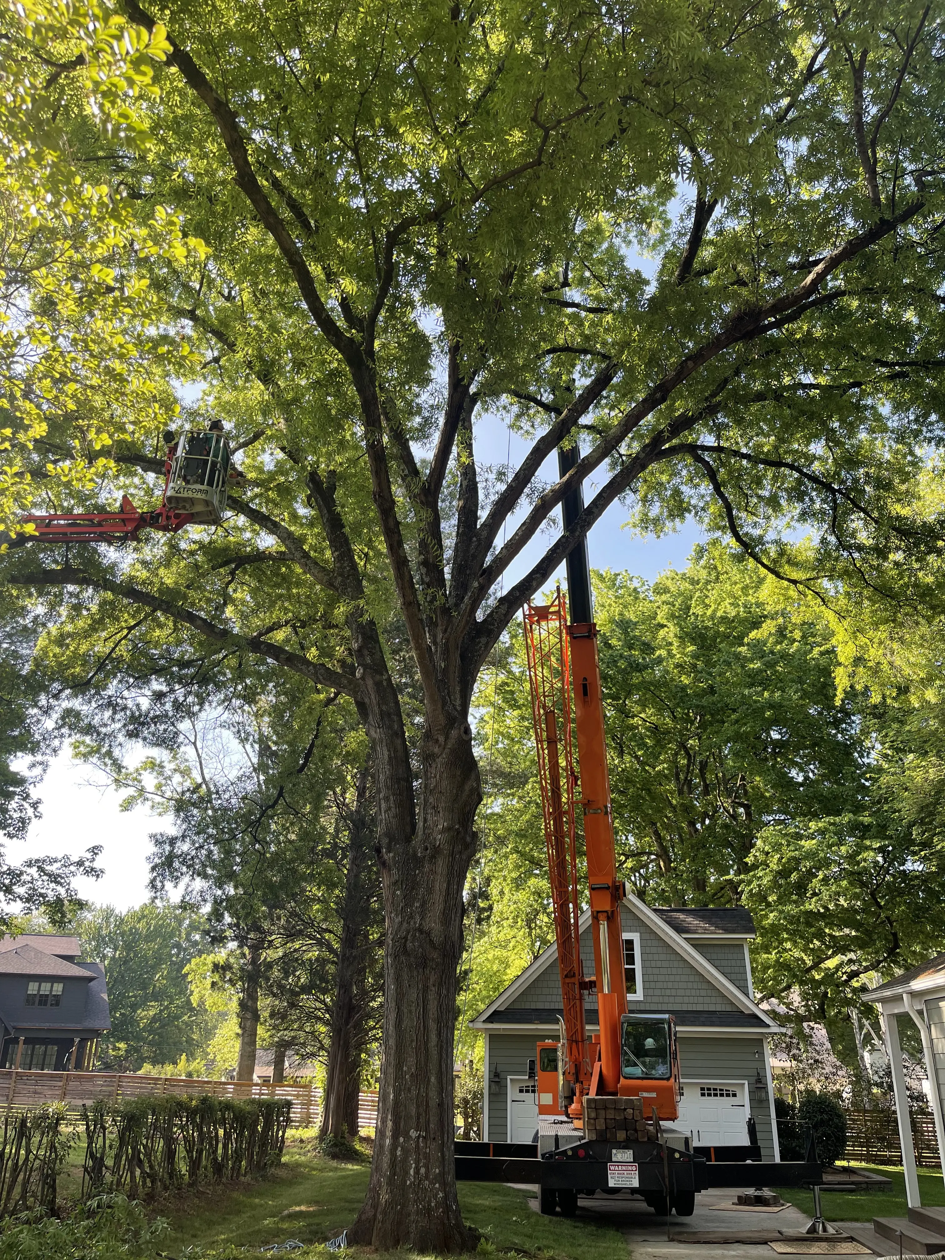 Queen City Tree Service
