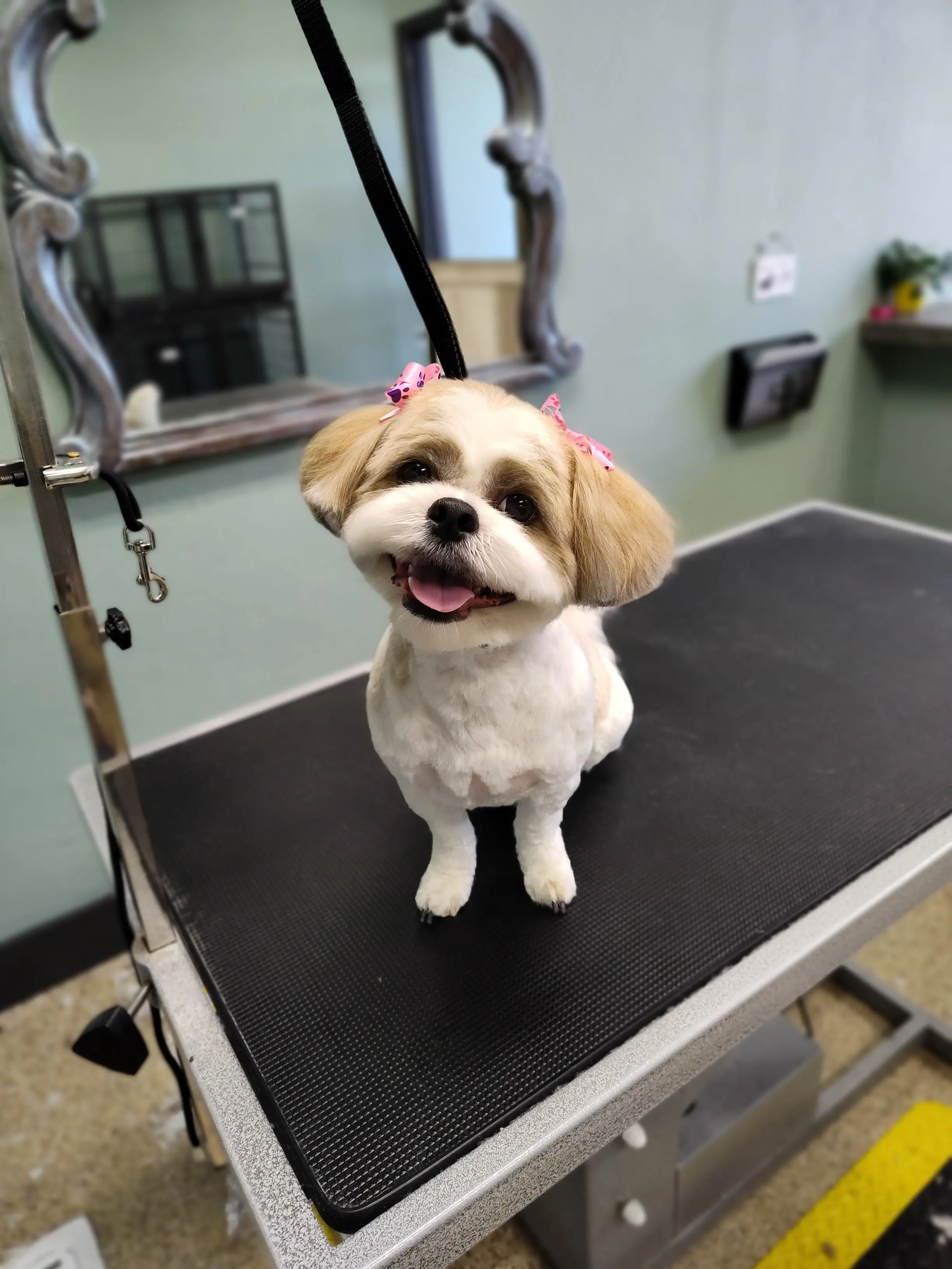 Fur Sure Grooming Studio LLC