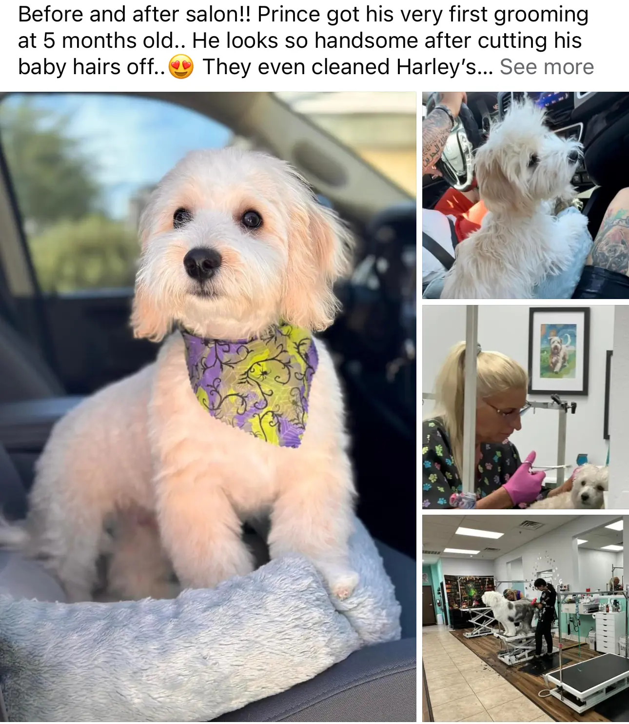Leashes Pet Salon