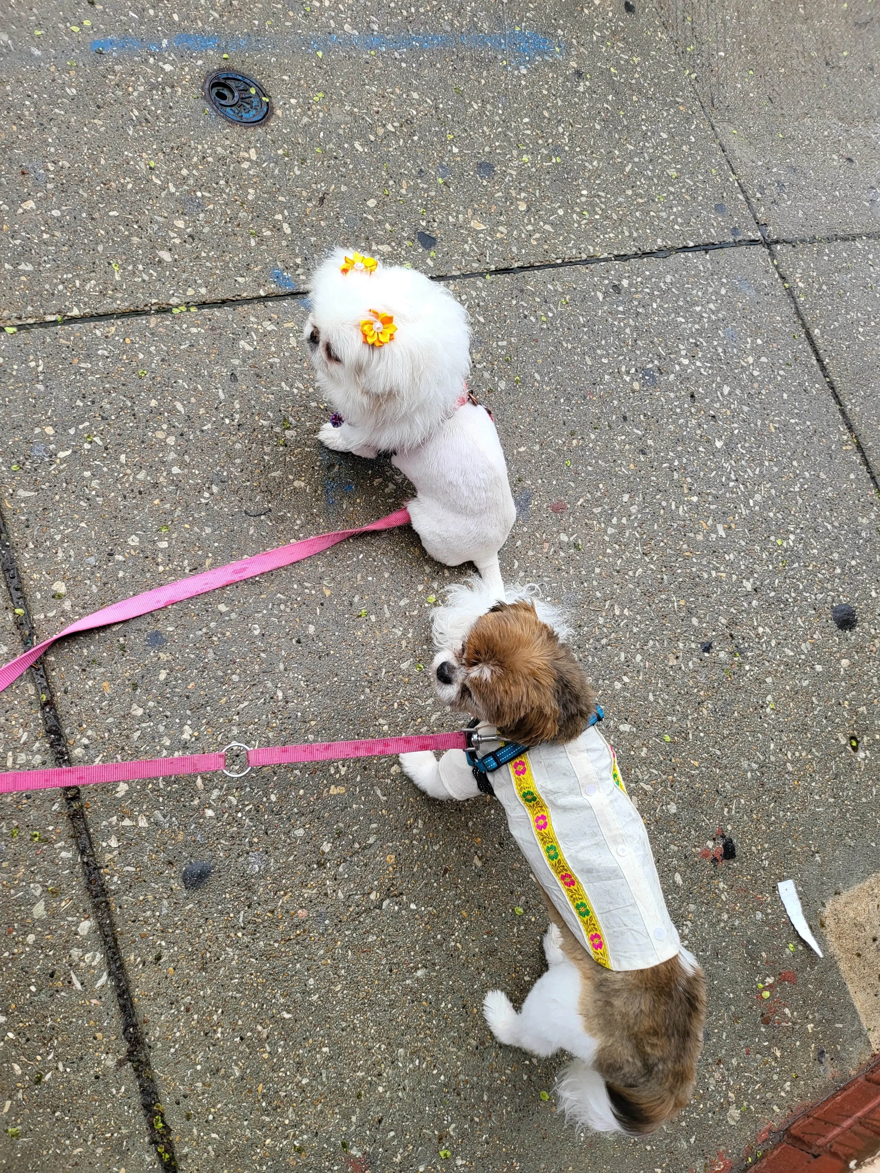 Itty Bitty's Doggy Daycare
