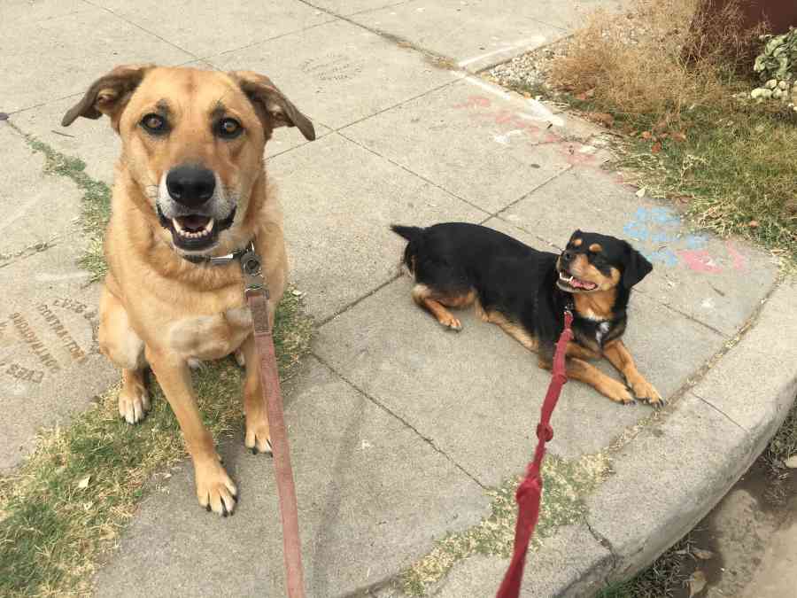 Happy Heart Pet Care