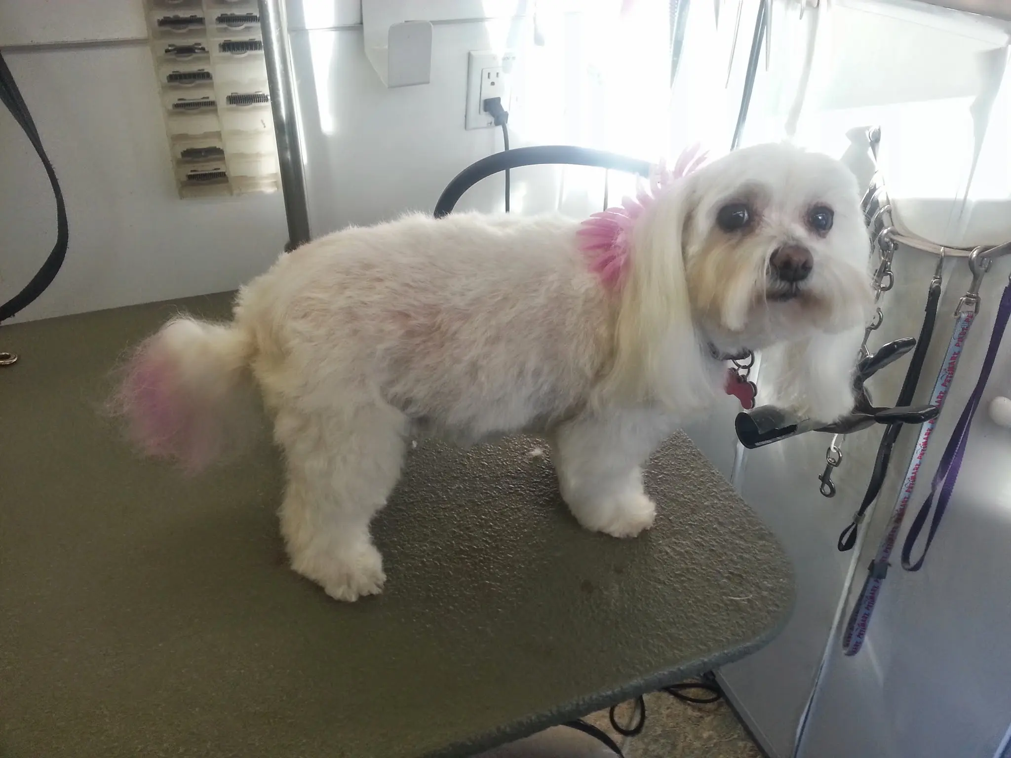 A Cruzin' Clip Mobile Pet Spa
